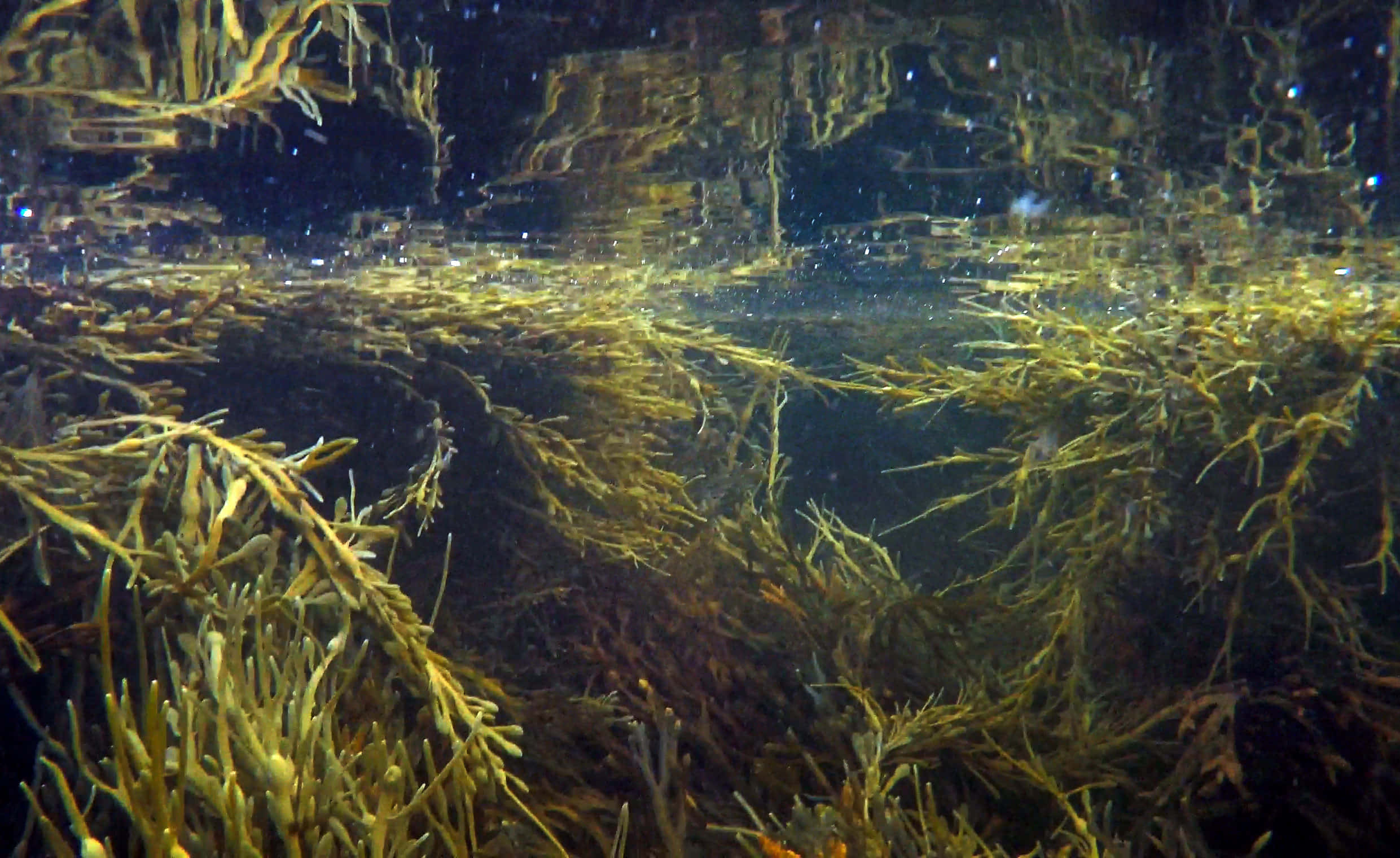 Sea Weed 桌布 壁紙 — 密集的金棕色海藻在清澈的水中輕輕搖曳，光線從上方穿透的水底景觀。