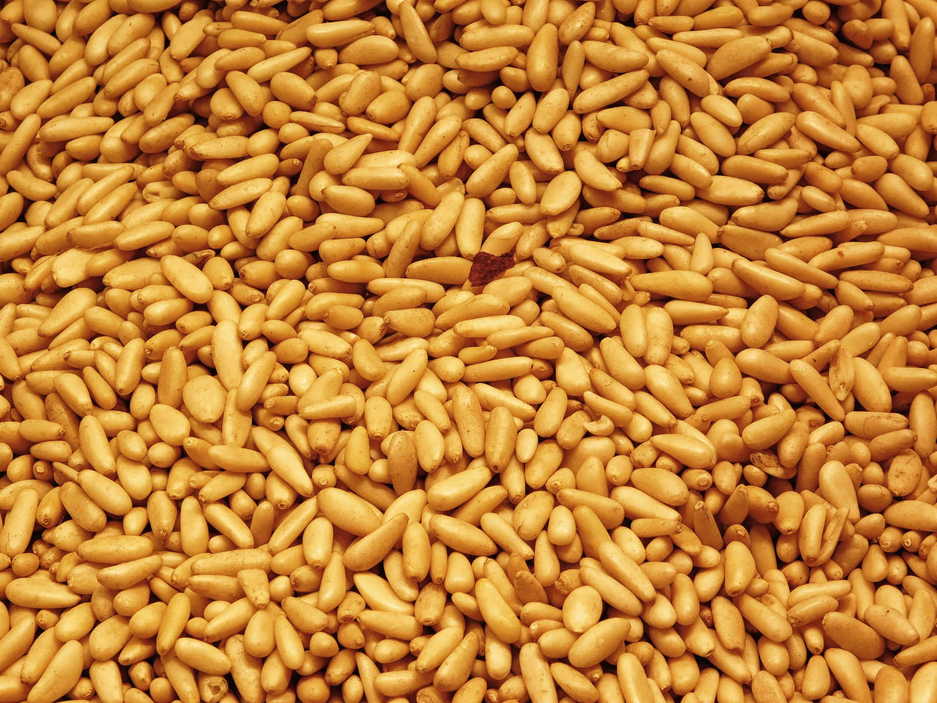 Pine nuts 壁紙 — 密集的金色松子特寫，其中夾雜著一塊深褐色的葉片碎片。