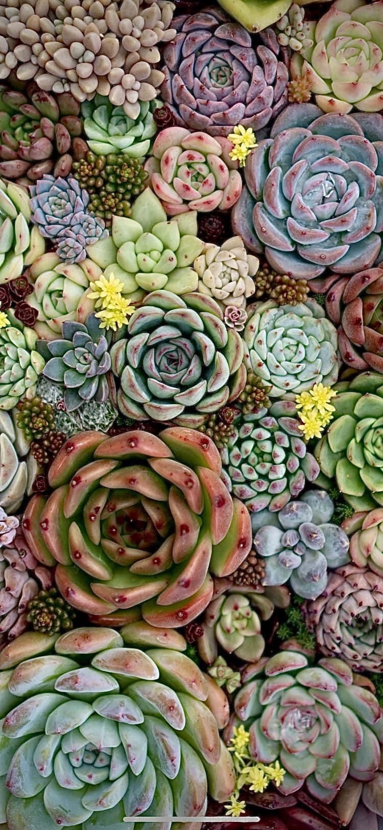 iPhone 桌布 壁紙 — 密集的馬賽克，由色彩繽紛的蓮座形多肉植物和細小黃色花朵組成，色調柔和粉彩。