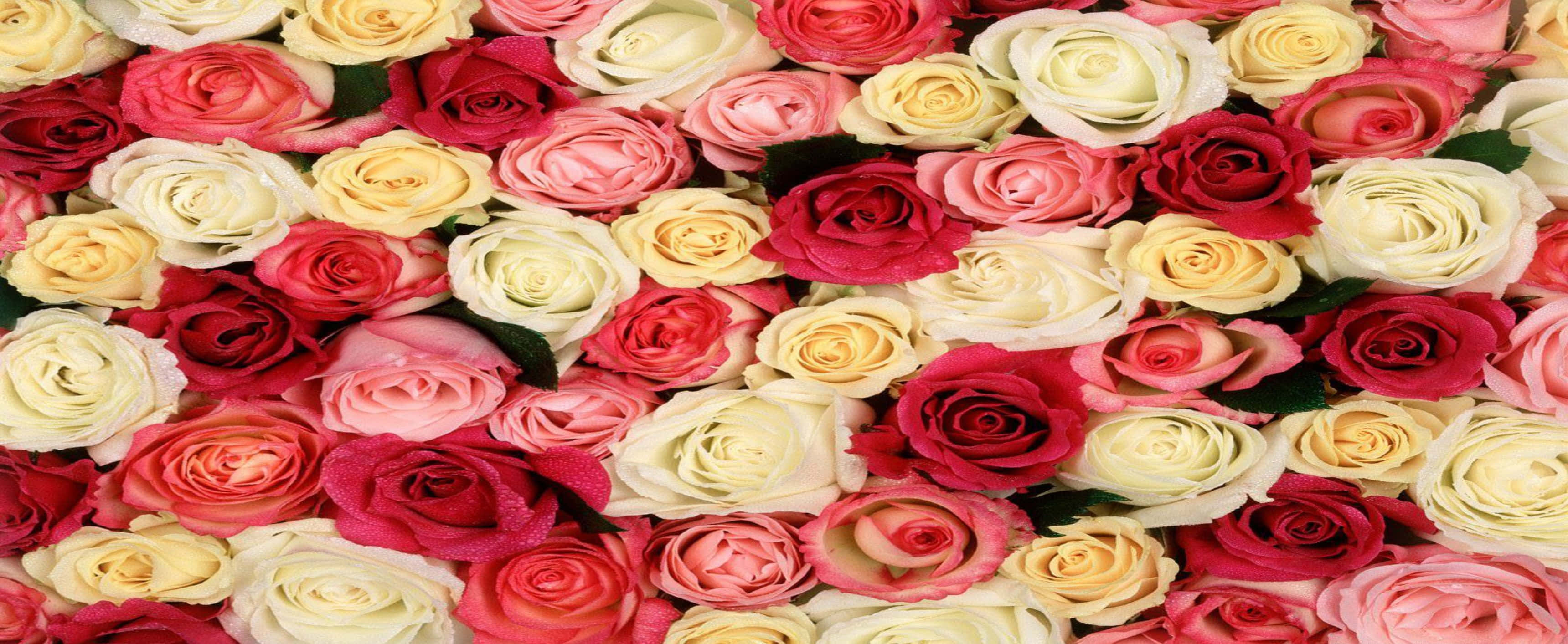 3440x1440p Roses 桌布 壁紙 — 密集的馬賽克圖案，由鮮紅色、粉紅色和奶油色的玫瑰組成，搭配茂盛的綠葉，營造出豐富的花卉掛毯。
