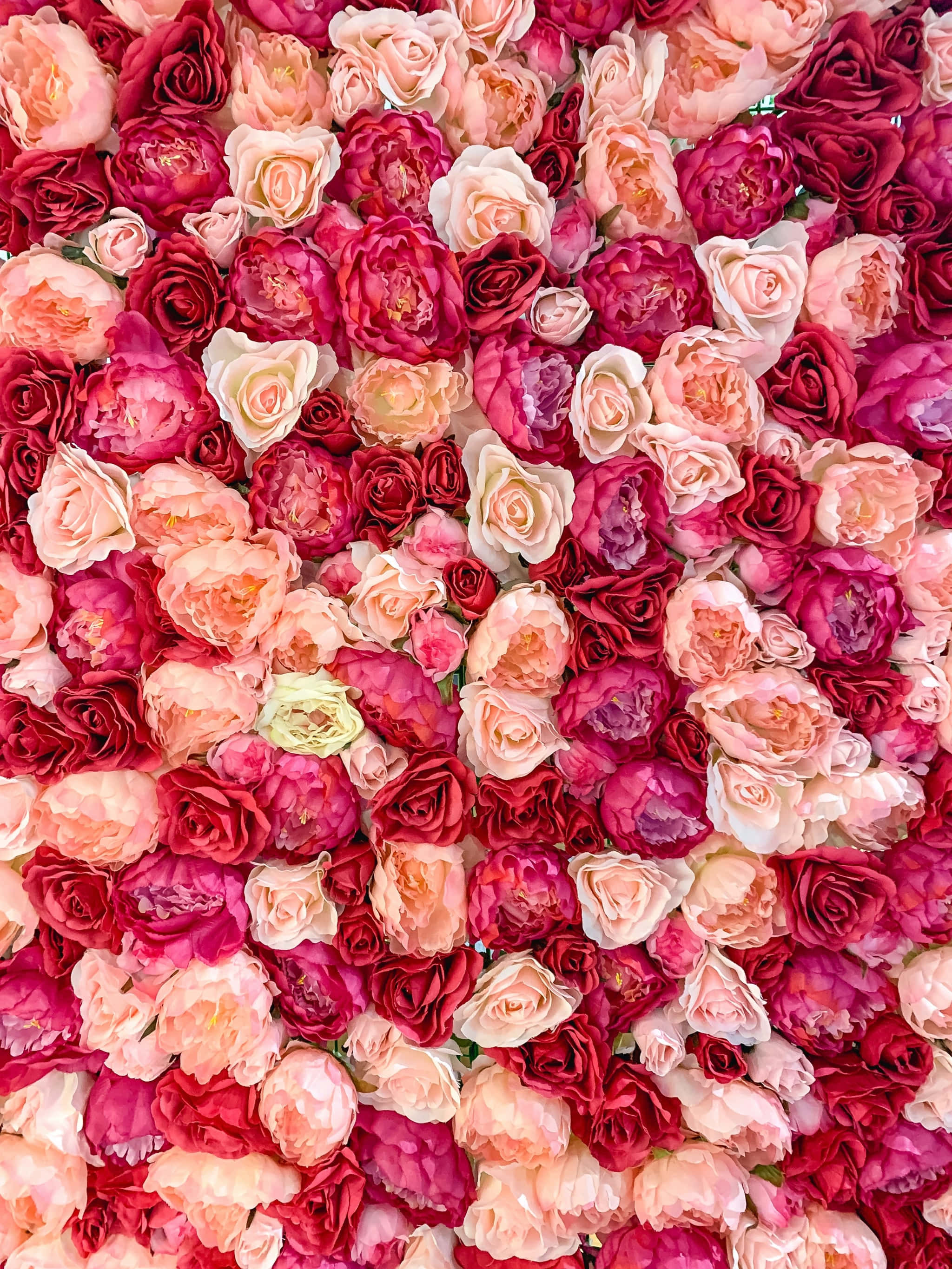 Roses 桌布 壁紙 — 密集的鮮粉紅色和紅色玫瑰與牡丹盛開，形成一個茂盛的花卉掛毯。