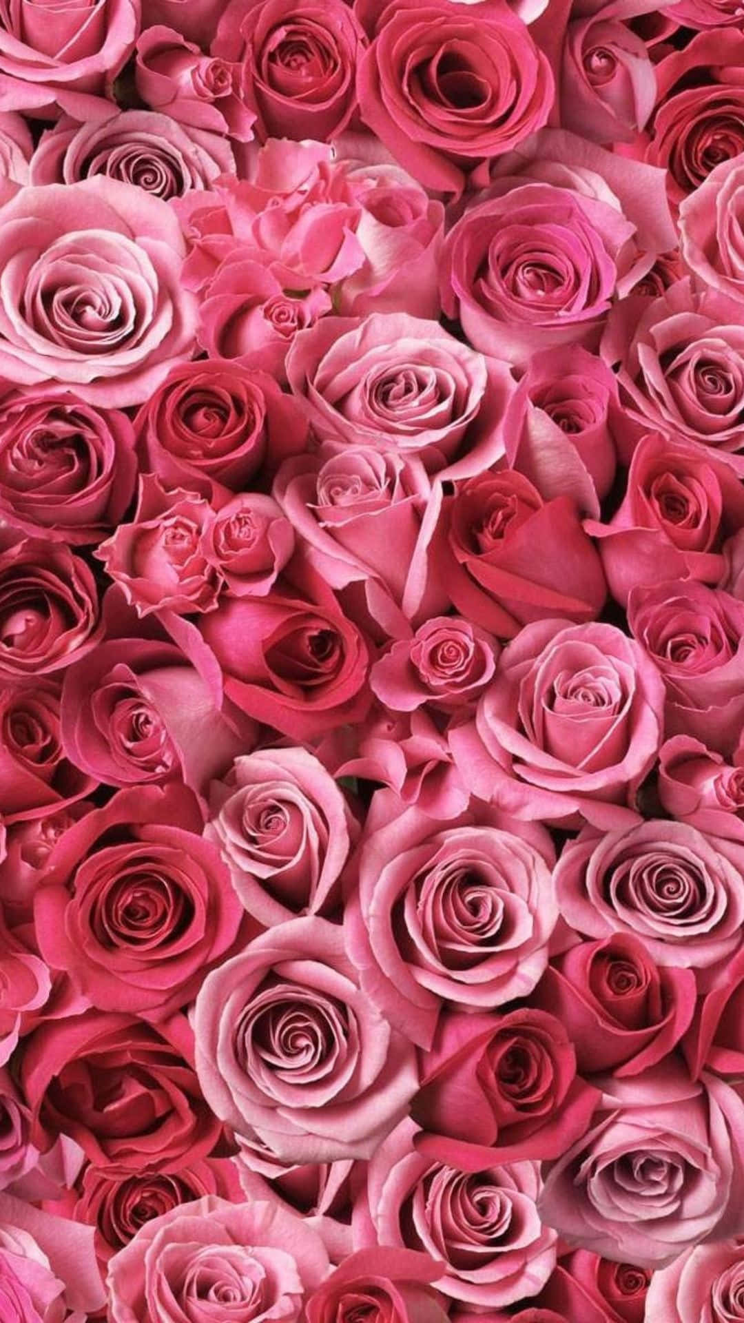 HD Rose 桌布 壁紙 — 密集的鮮粉紅色玫瑰田，帶有柔和漸變和精緻花瓣層，填滿整個畫面。
