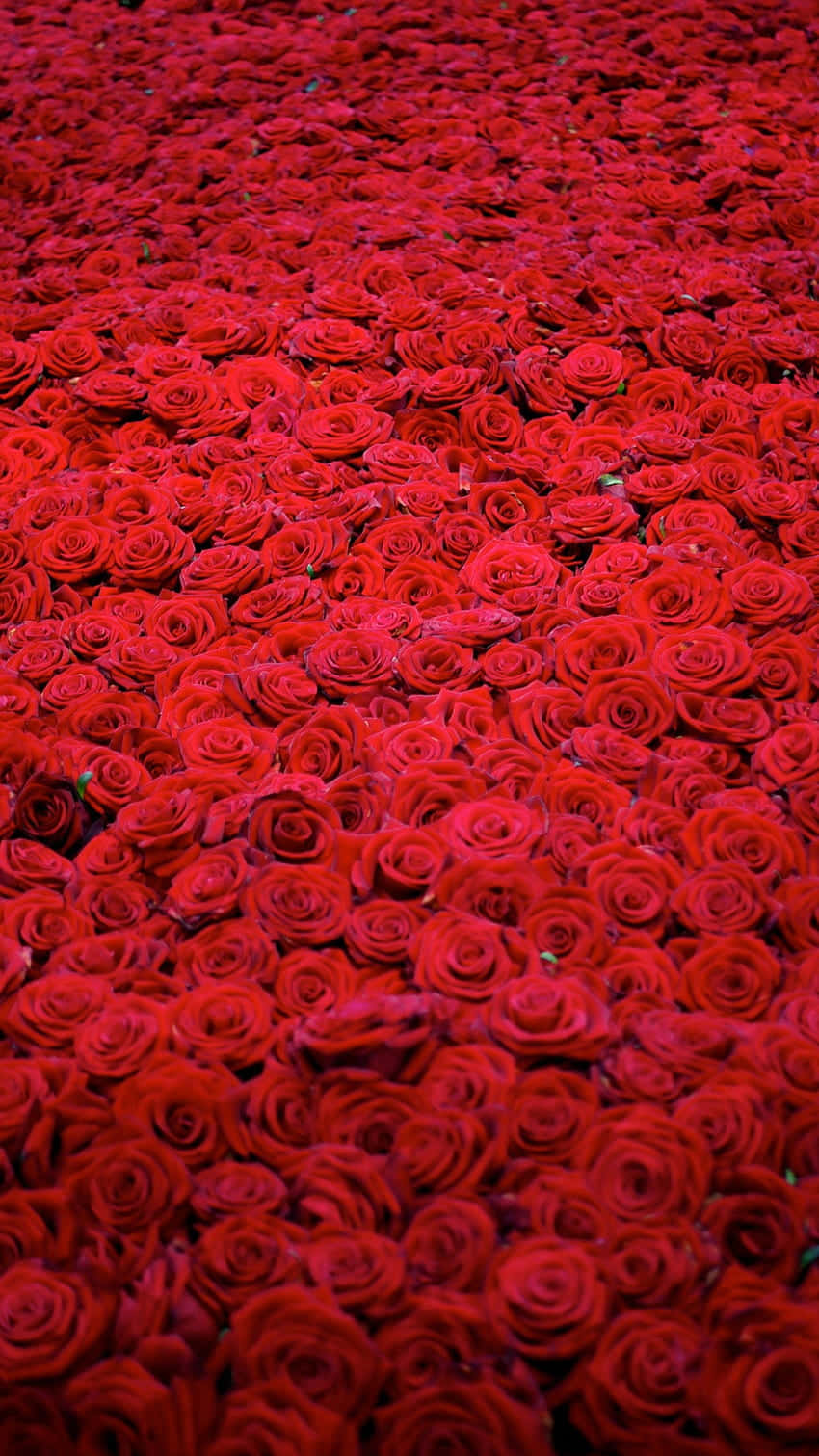 Red Flower 桌布 壁紙 — 密集的鮮紅玫瑰地毯填滿了畫面，形成一片質感豐富的花瓣海洋。