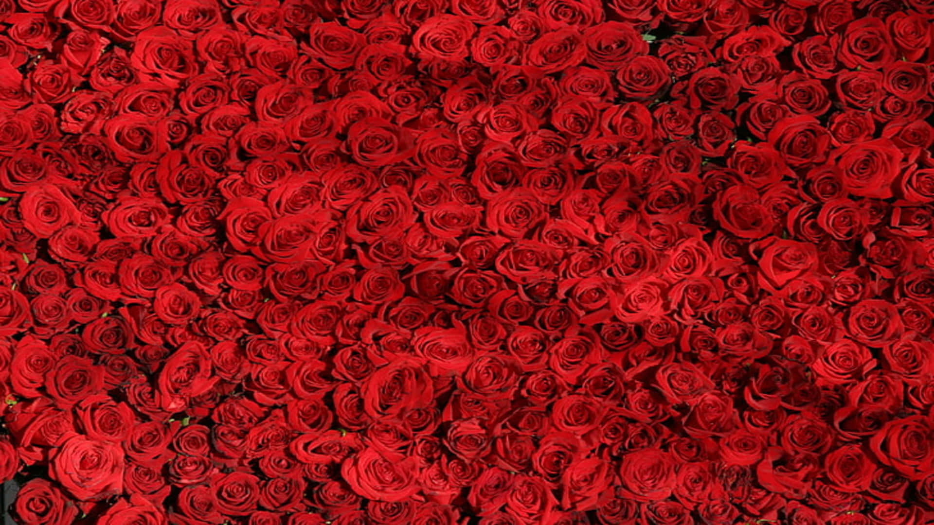 Rose Flower 桌布 壁紙 — 密集的鮮紅玫瑰填滿了畫面，形成一面豐富質感的花牆。