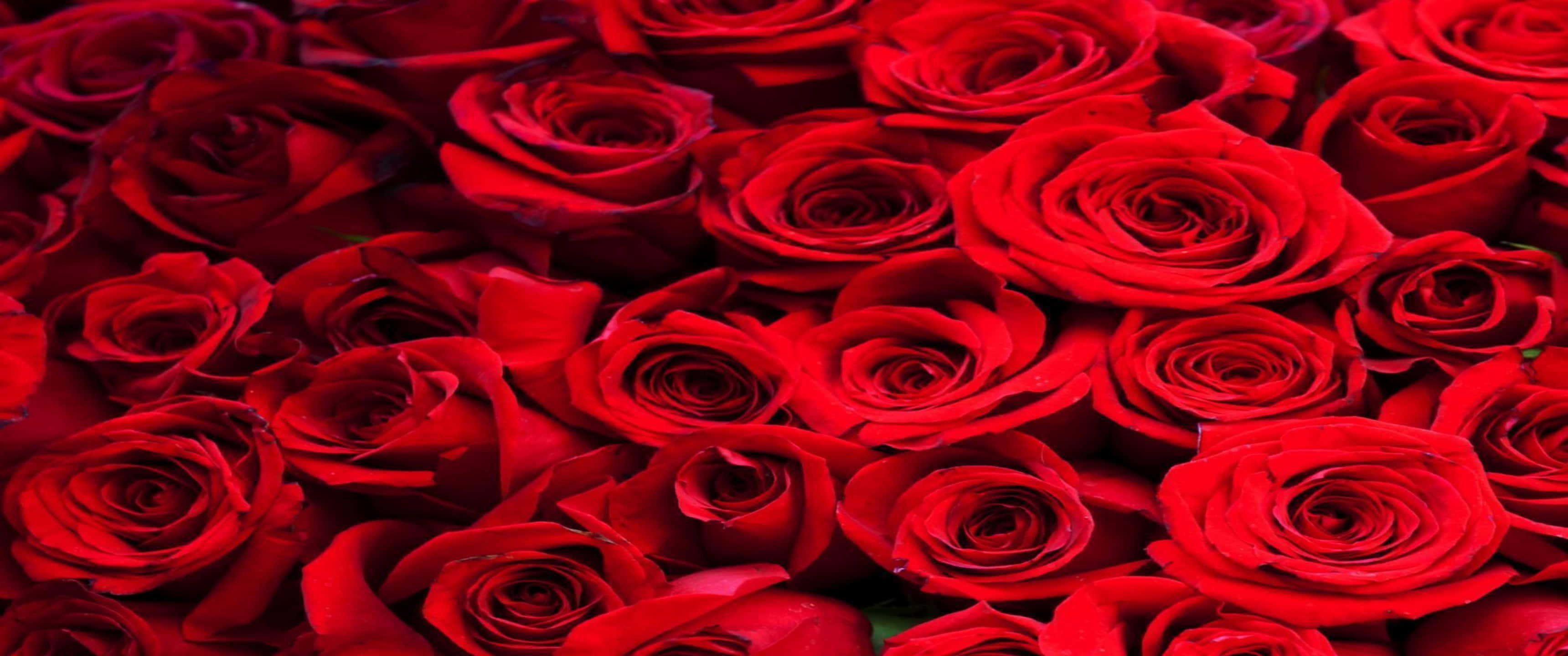 3440x1440p Roses 桌布 壁紙 — 密集的鮮紅玫瑰田，帶有天鵝絨般的花瓣和深邃的陰影，營造出奢華的花卉質感。