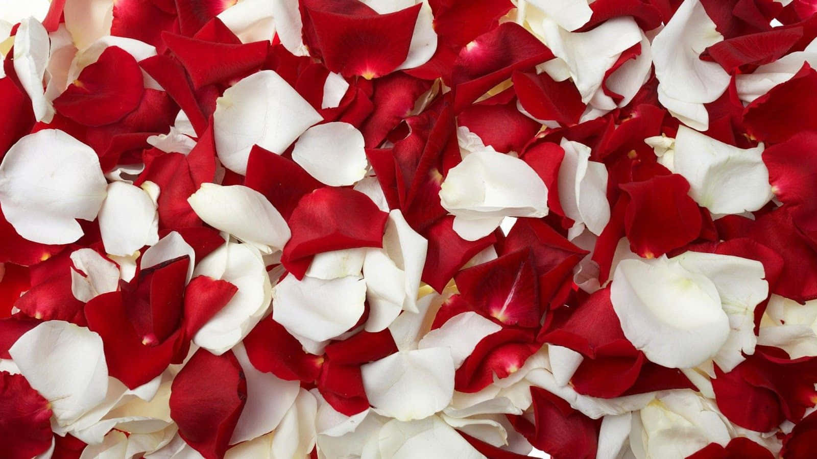 Rose Petal 桌布 壁紙 — 密集的鮮紅色和純白色玫瑰花瓣地毯，以柔和浪漫的圖案散落。