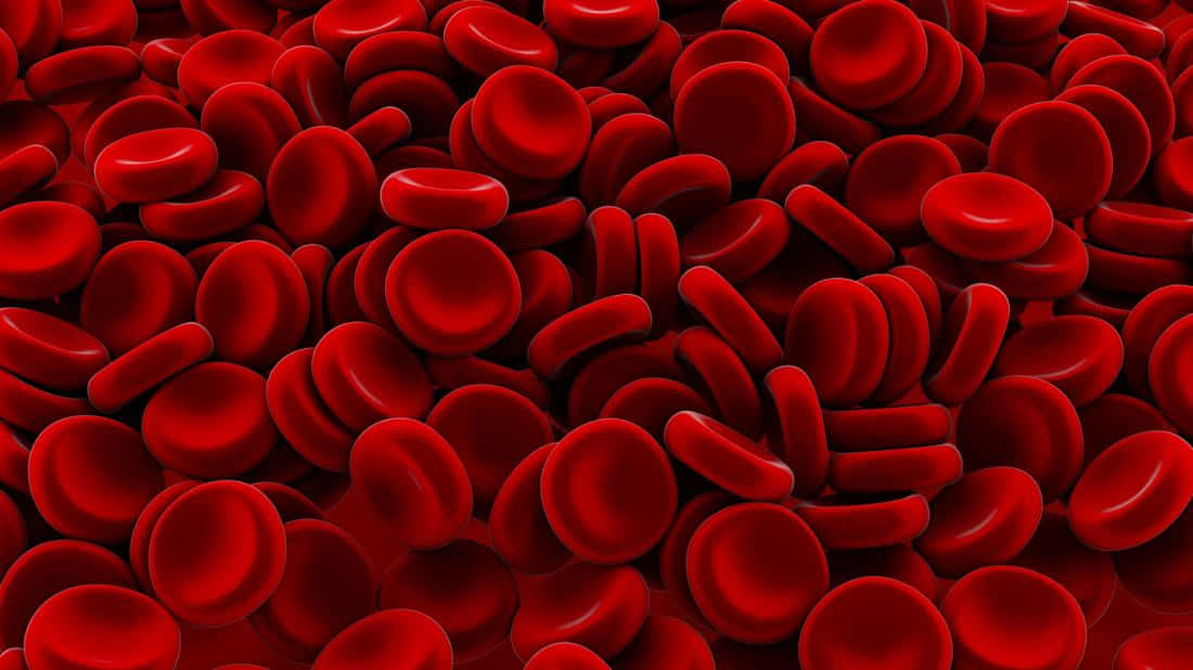 Red Blood Cells 桌布 壁紙 — 密集的鮮紅血球區域，表面光滑，陰影柔和，營造出生物質感。
