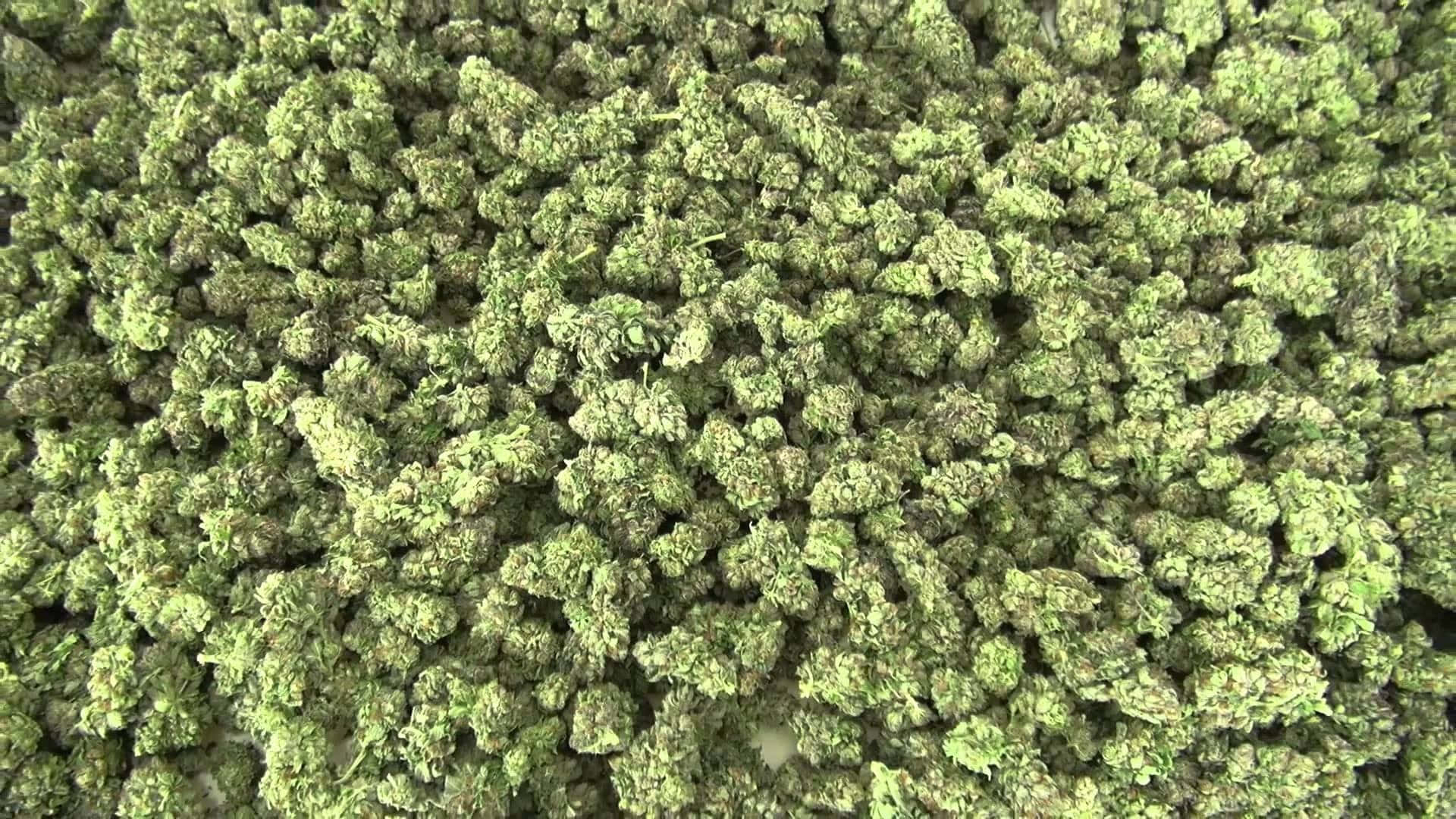 乾燥大麻花蕾的特寫，呈現不同深淺的綠色。 — 大麻 壁紙