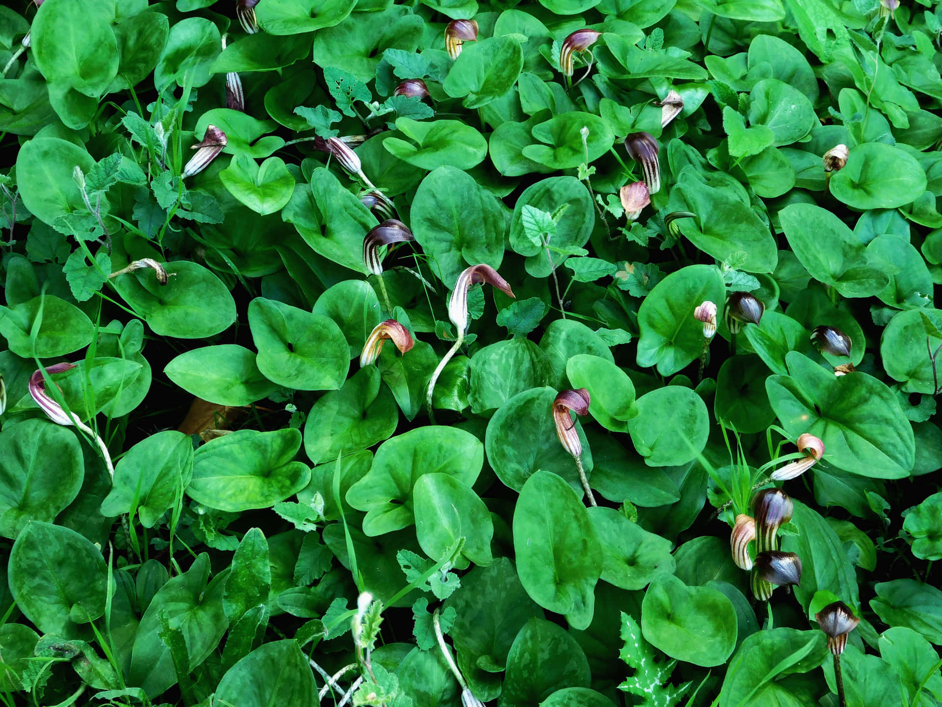 Plant Textures 壁紙 — 密集的鮮綠色心形葉片地毯，點綴著精緻的栗色和奶油色條紋花。