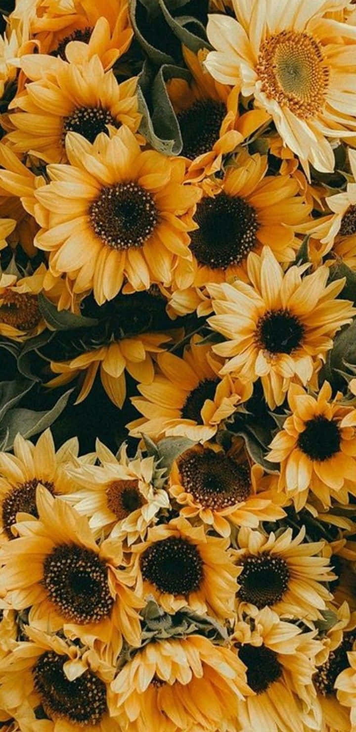Sunflower Aesthetic iPhone 桌布 壁紙 — 密集的鮮黃色向日葵，帶有深色花心和綠色葉片，填滿整個畫面。
