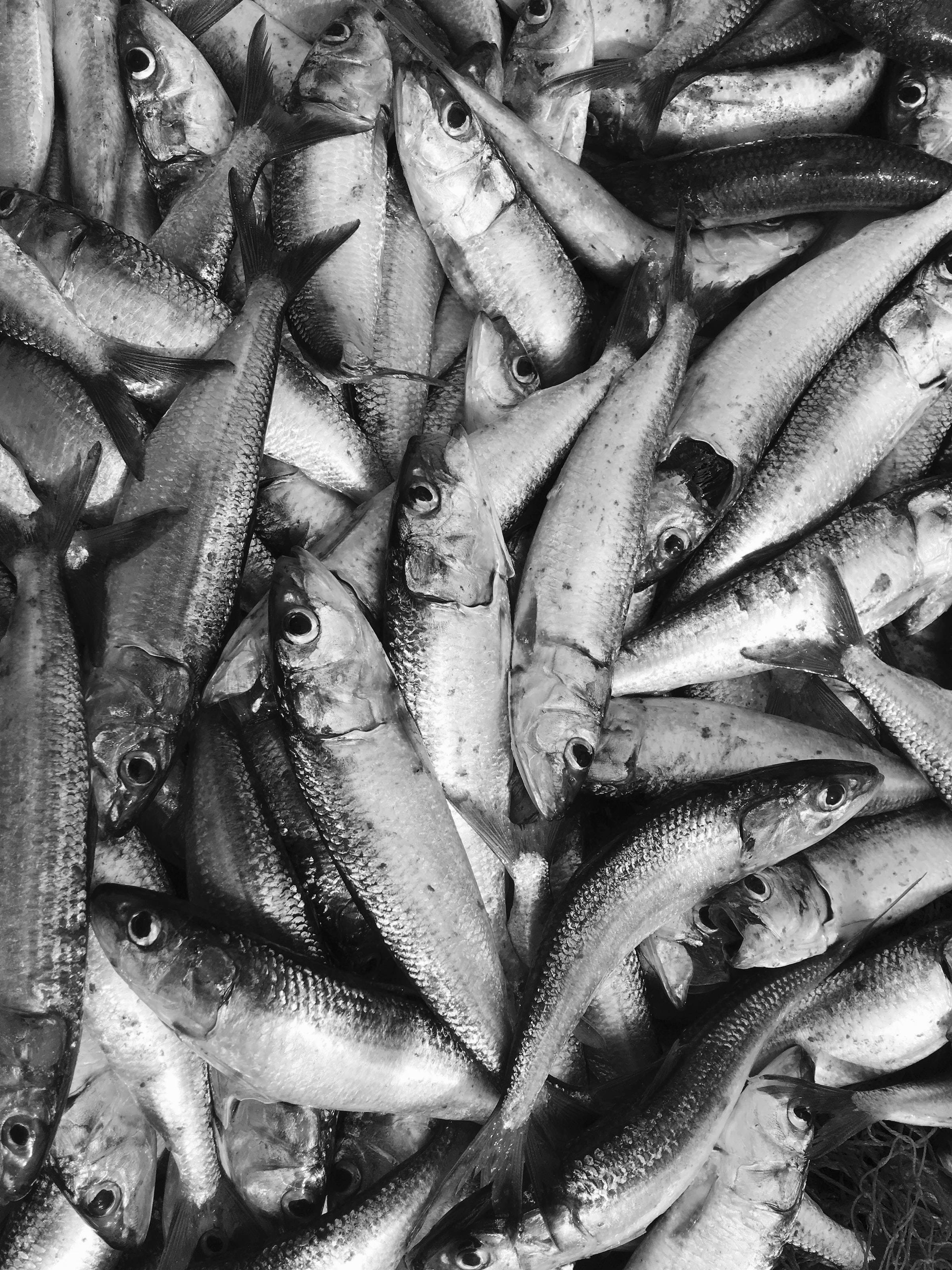 Herring 桌布 壁紙 — 密集的黑白特寫，顯示大量小魚堆疊在一起，展現細緻的鱗片和反光的眼睛。