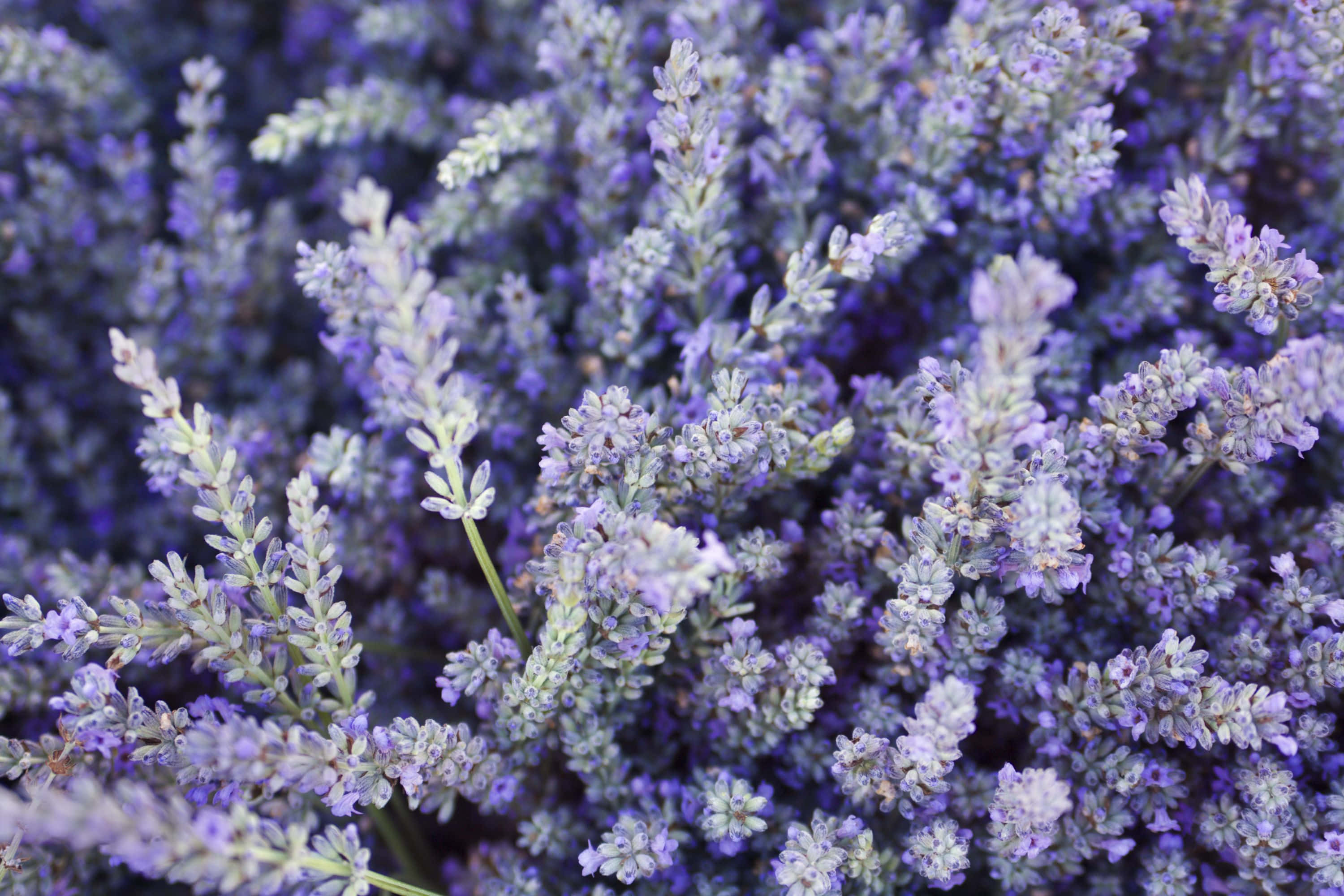 寧靜美學 桌布 壁紙 — 密集薰衣草花朵的特寫，呈現柔和紫色色調和綠色莖幹。