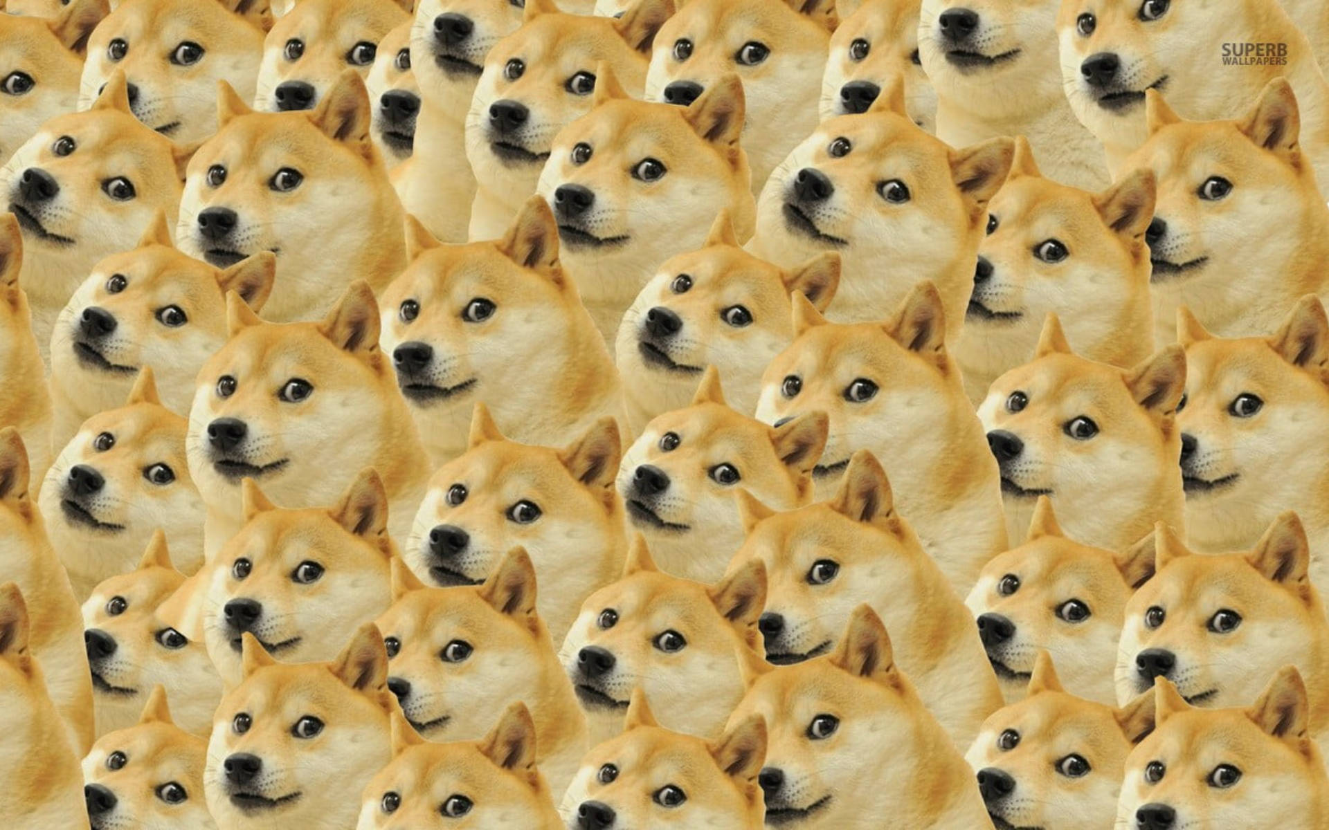faces 桌布 壁紙 — 密集重複的柴犬臉部圖案，眼睛睜大、頭部傾斜，採用溫暖金色色調。