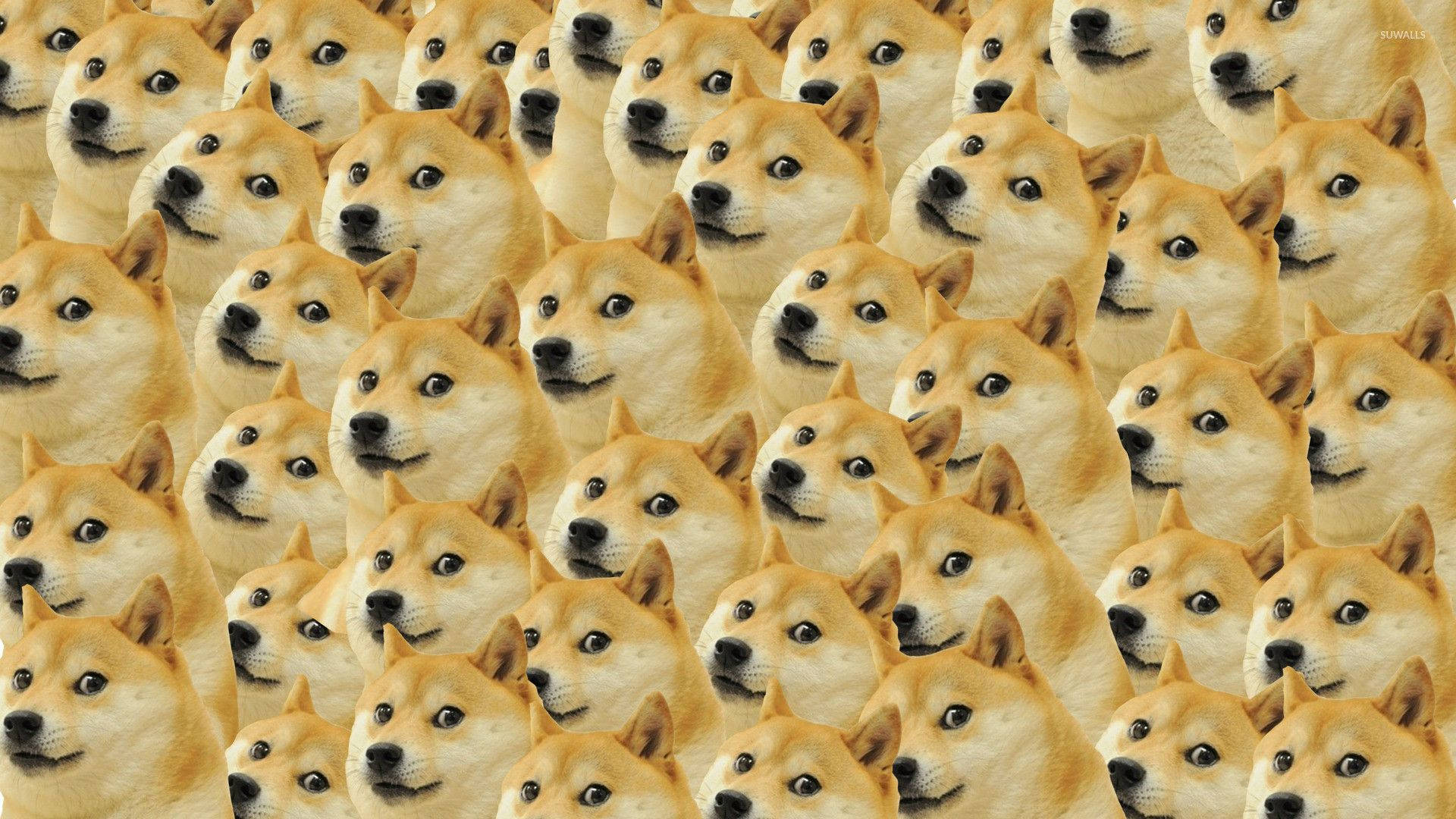 meme 桌布 壁紙 — 密集重複的柴犬臉部圖案，眼睛睜大，頭部傾斜，採用溫暖的米色調。