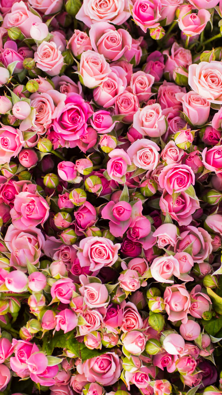 iPhone X Roses 桌布 壁紙 — 密集鮮豔的粉紅色玫瑰特寫，處於不同開花階段，有茂盛的綠色莖和花蕾。