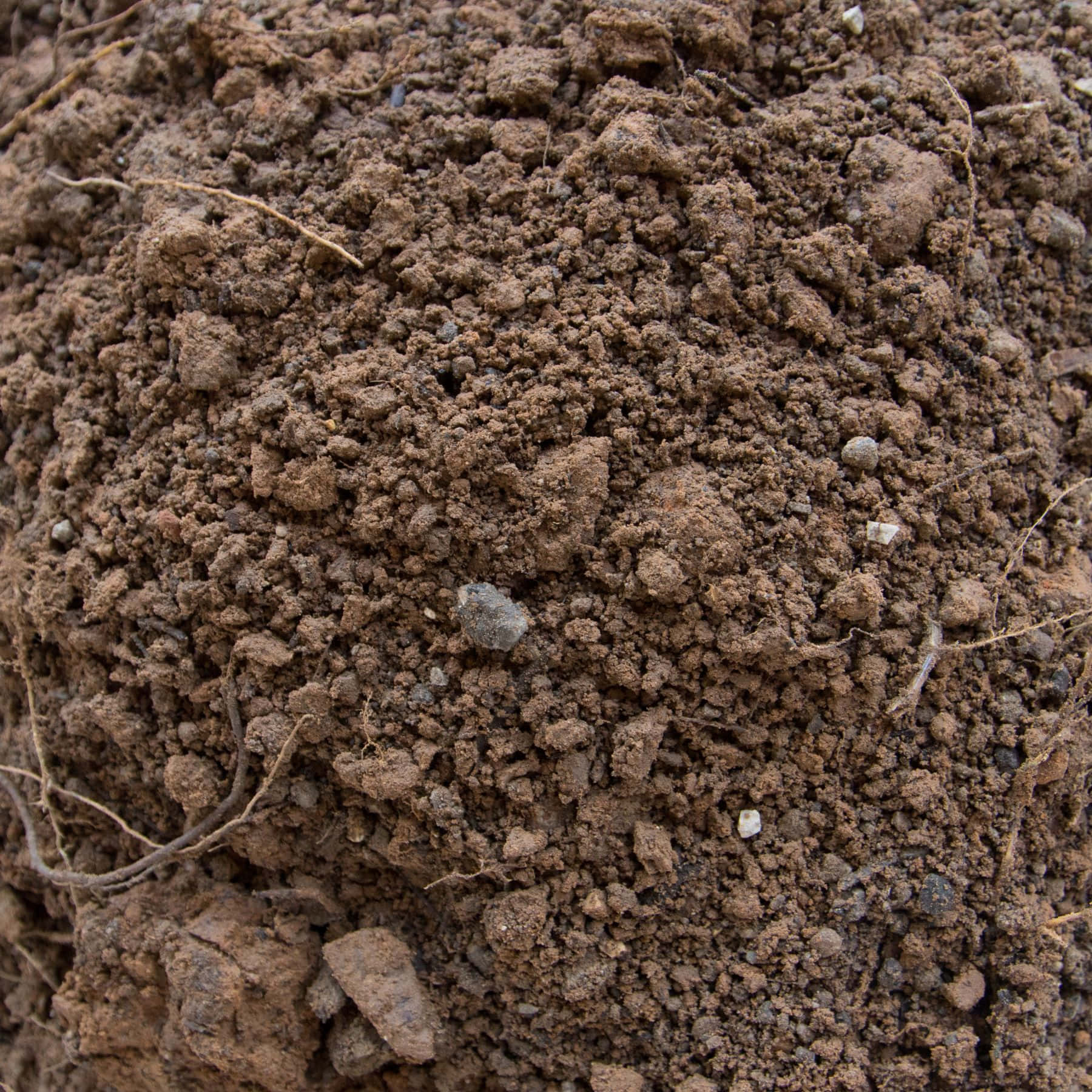 Dirt 桌布 壁紙 — 富含深棕色土壤的特寫，散佈著小石頭和乾燥的根部。
