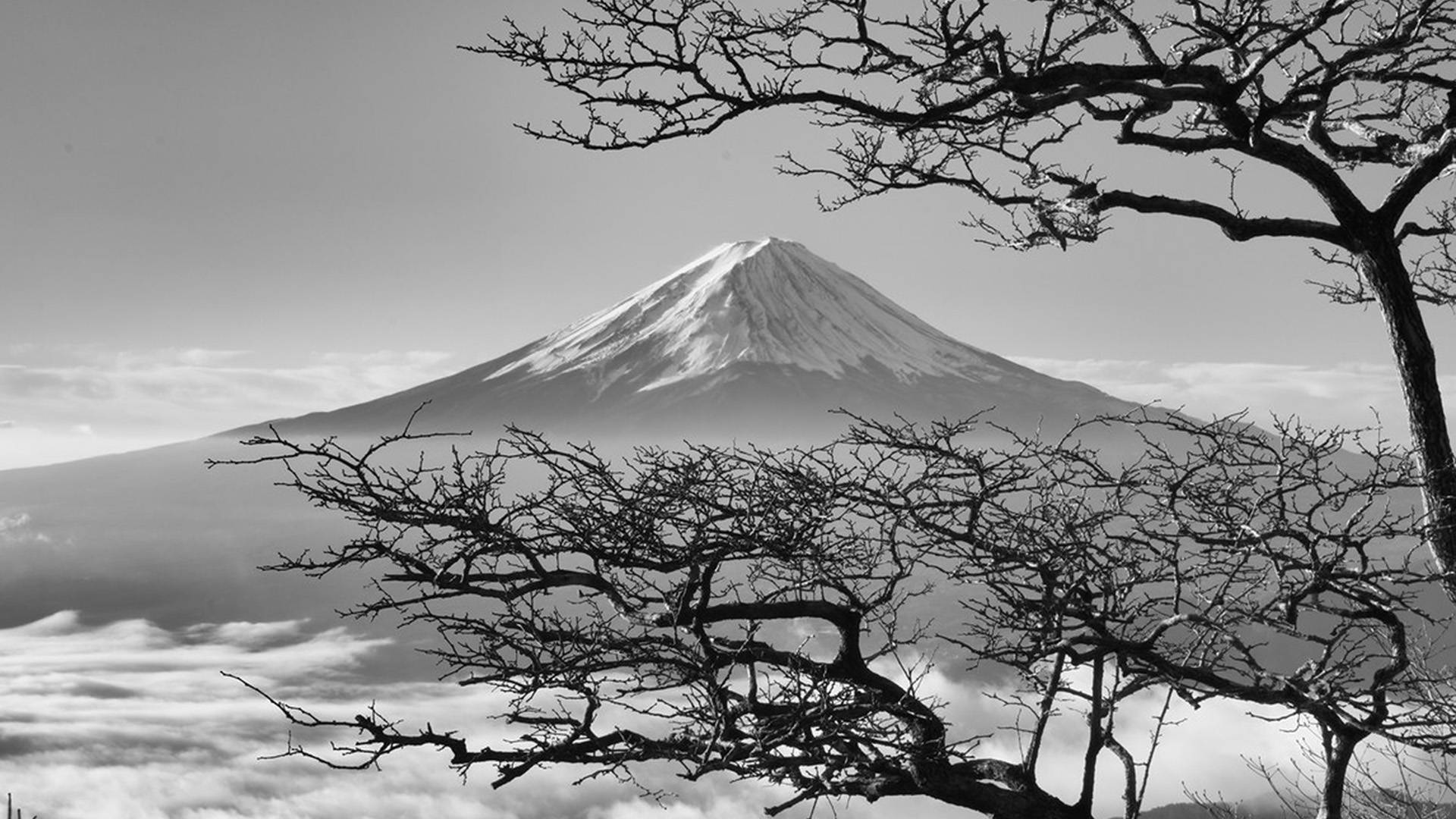 日式自然壁紙 桌布 壁紙 — 富士山在雲層之上聳立，被光禿樹枝框住的鮮明黑白景色。