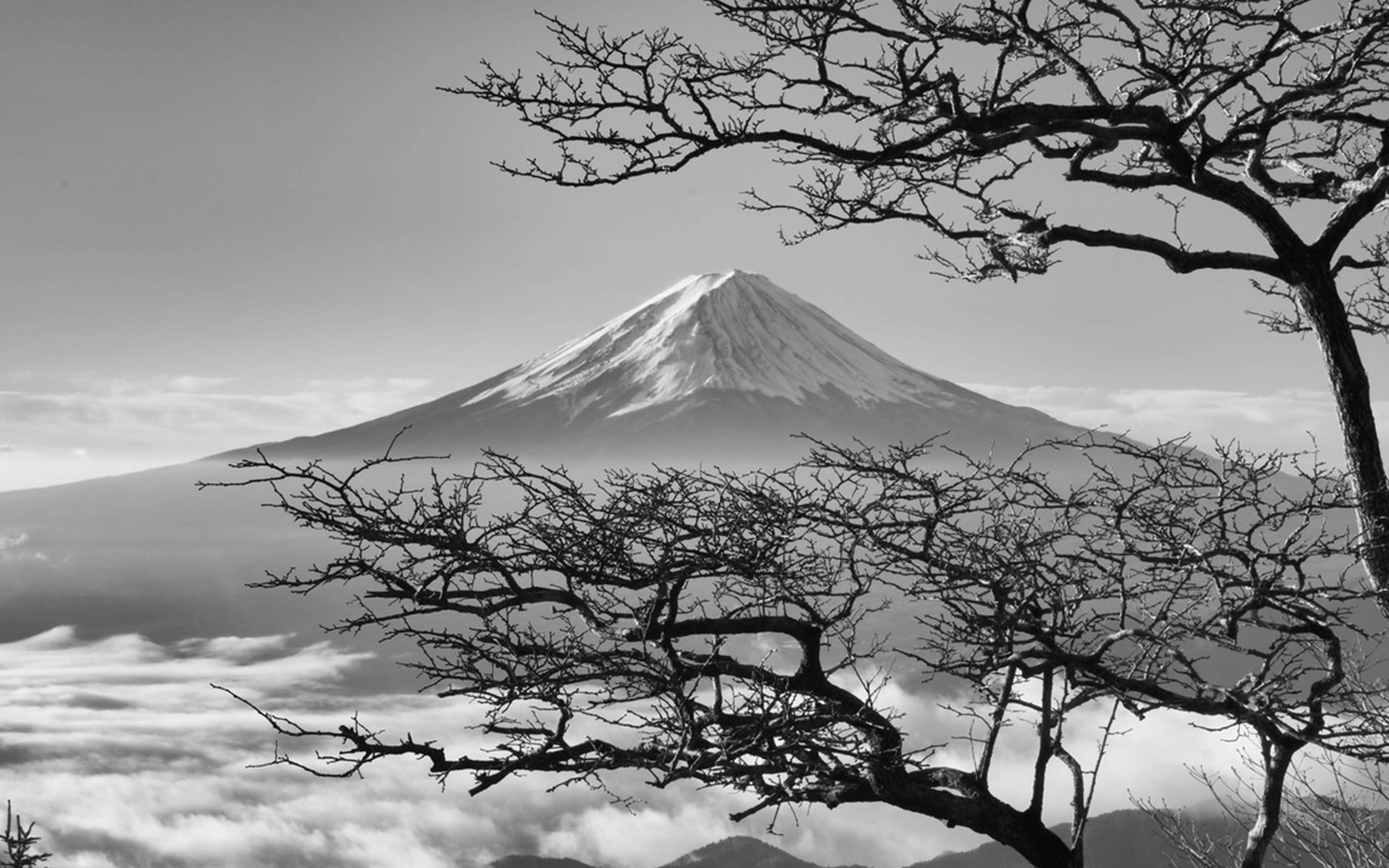 櫻花 桌布 壁紙 — 富士山在雲層之上聳立的鮮明黑白景色，由光禿的樹枝框住。