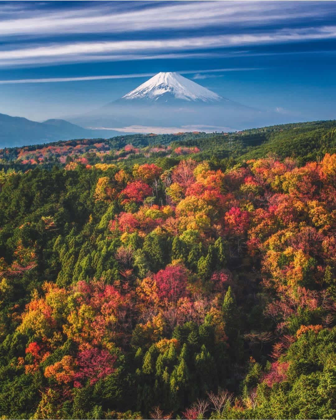 Mt Fuji 桌布 壁紙 — 富士山的壯麗景色，白雪覆蓋的山峰聳立在充滿活力的秋日森林之上，火紅、橙和綠色的樹林在戲劇性的藍天下閃耀。