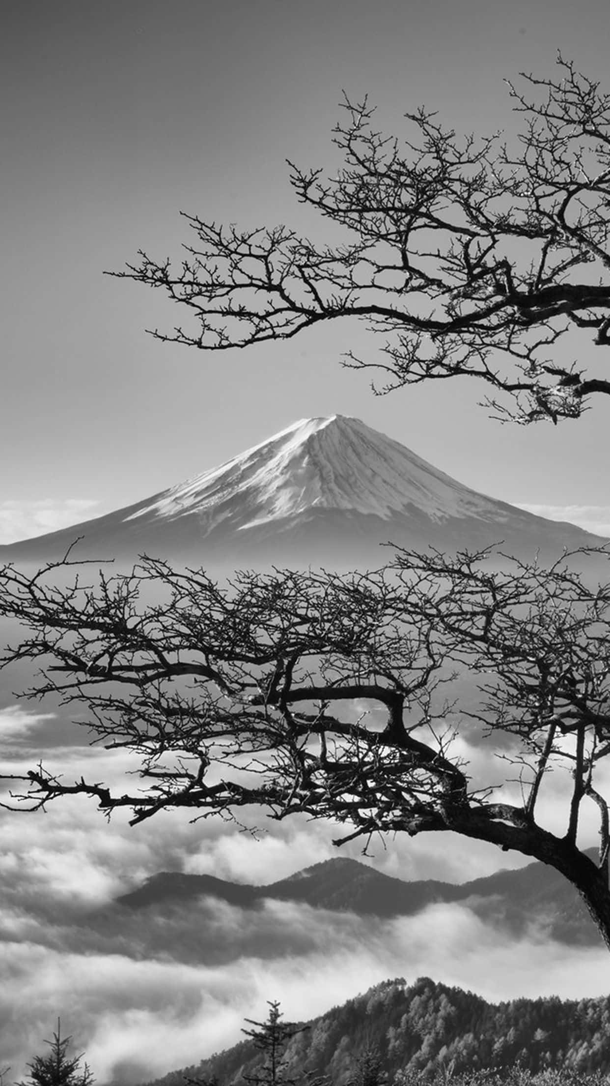 日本黑白 桌布 壁紙 — 富士山的黑白鮮明景色，由光禿禿的樹枝框住，下方是雲海。