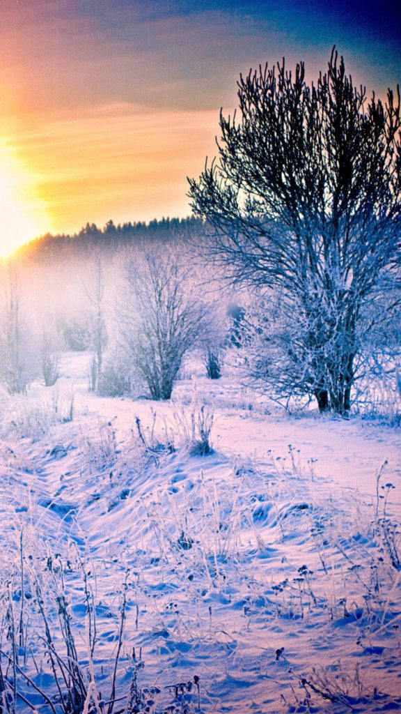Forest iPhone 桌布 壁紙 — 寒冷的冬季日出以溫暖的金色光芒灑滿白雪覆蓋的田野，凸顯光禿的樹木和結冰的草地，映襯著柔和的藍天。