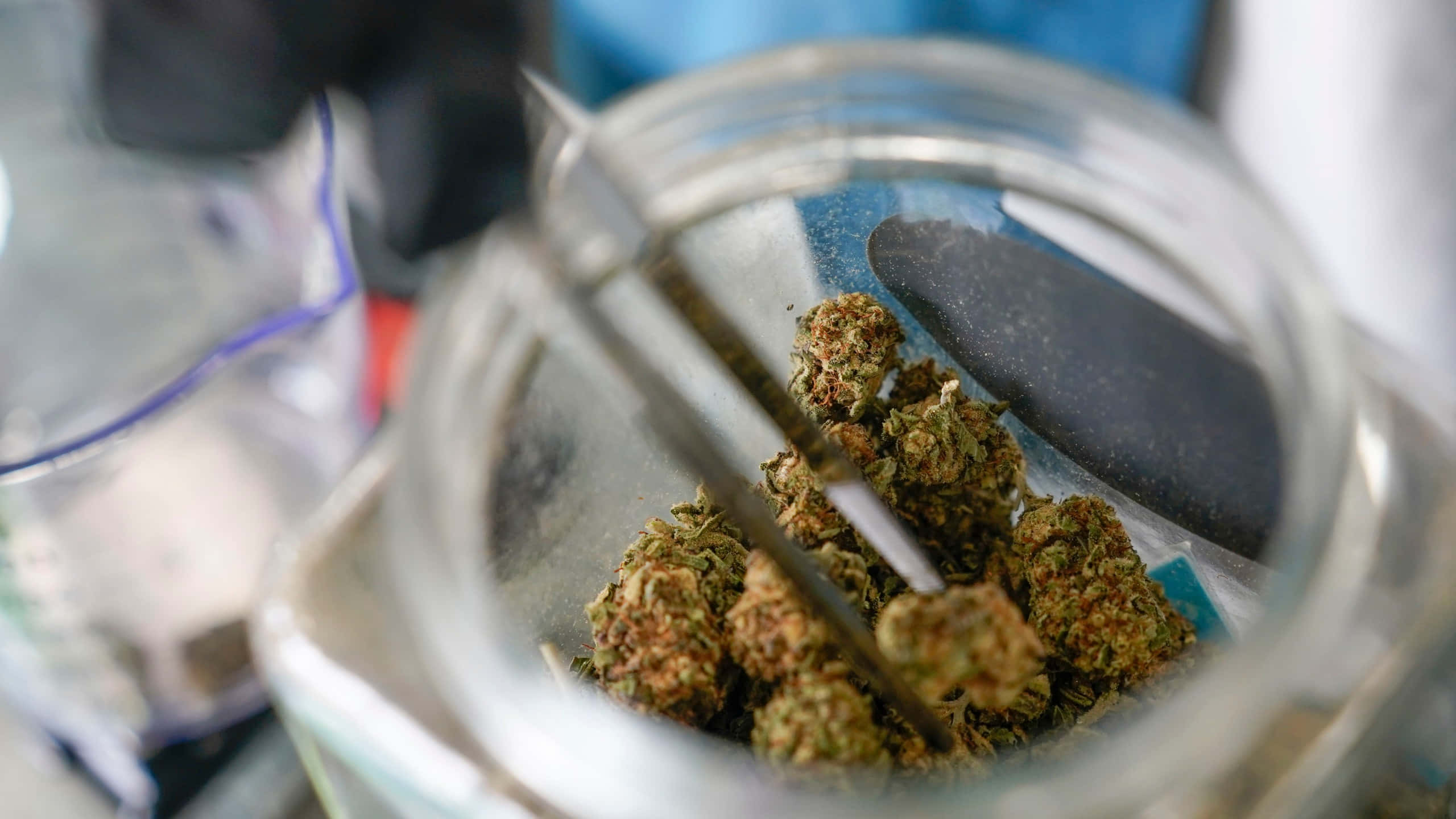 大麻 桌布 壁紙 — 實驗室環境中，玻璃罐內的大麻花蕾特寫，附有鑷子和研磨工具。