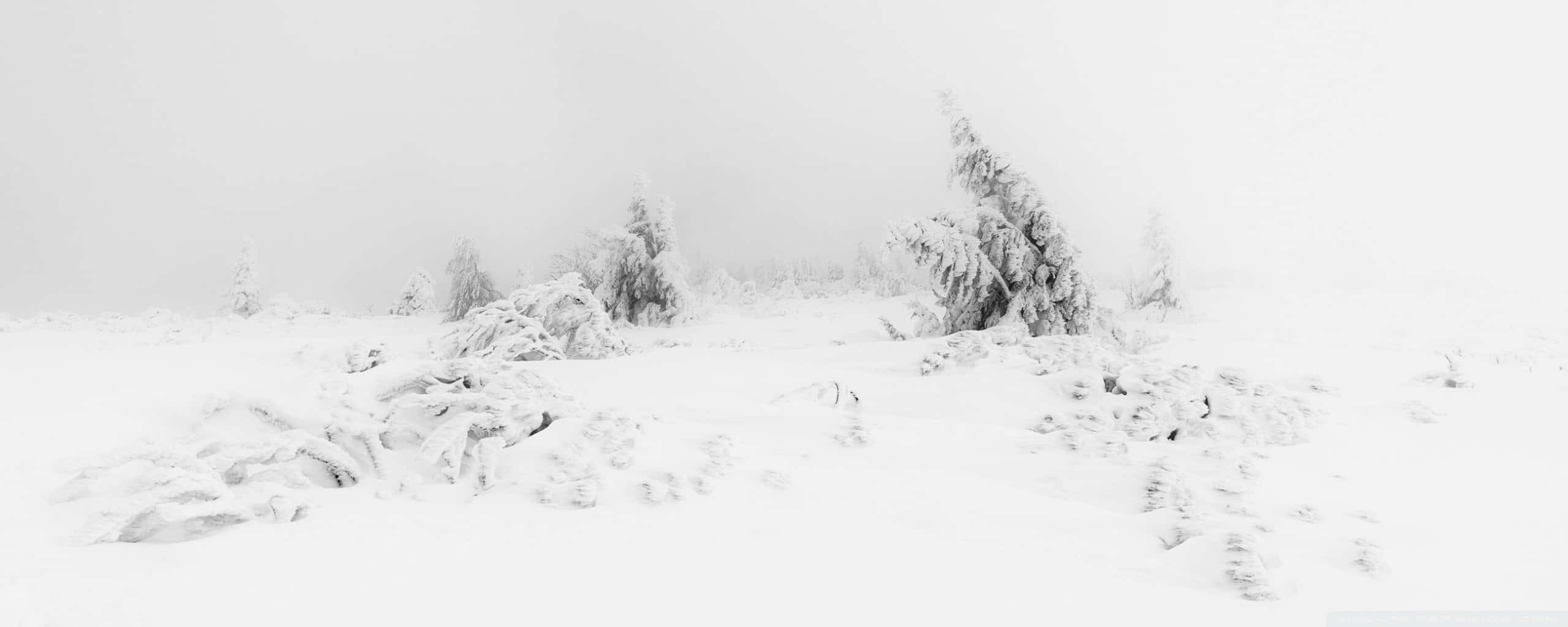 Cute Winter Aesthetic 桌布 壁紙 — 寧靜的冬季景觀，白雪覆蓋的樹木和地面在霧濛濛的天空下鋪滿白色。