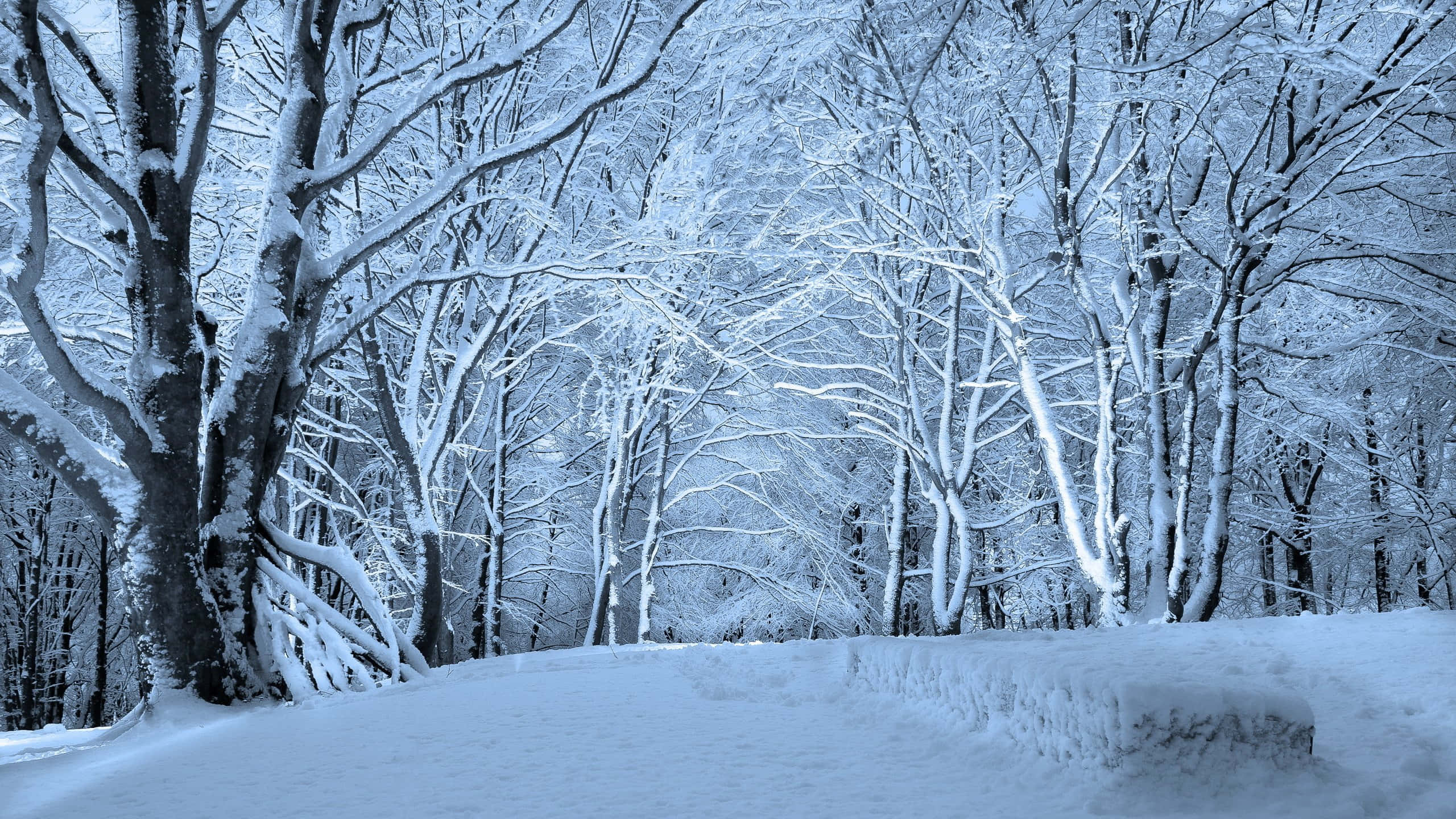 Winter Forest 桌布 壁紙 — 寧靜的冬季森林，樹枝上掛滿積雪，柔軟的白毯覆蓋地面，天空呈現淡藍色。