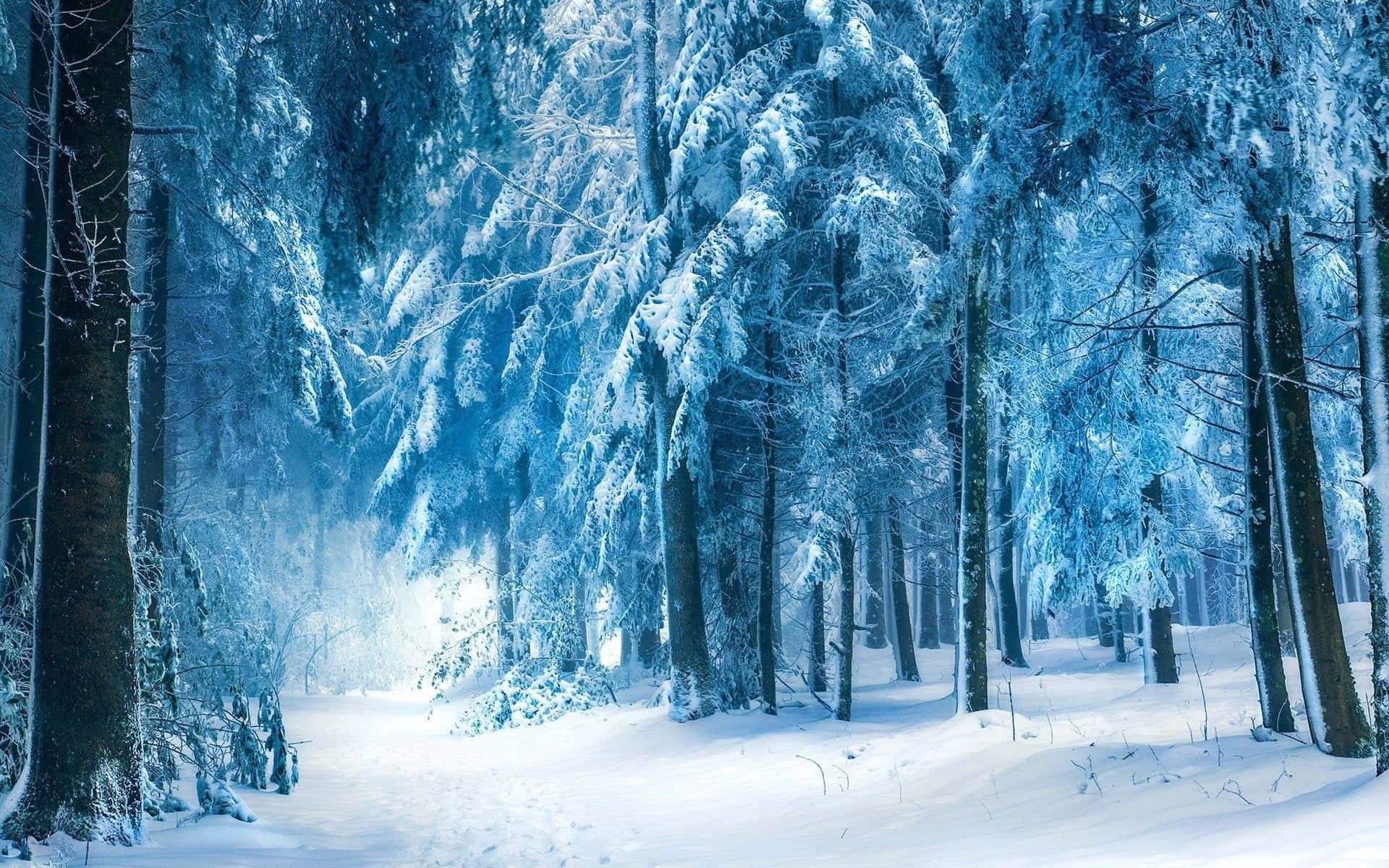 Winter Forest 桌布 壁紙 — 寧靜的冬季森林，白雪覆蓋的常綠樹在柔和藍光下閃耀。
