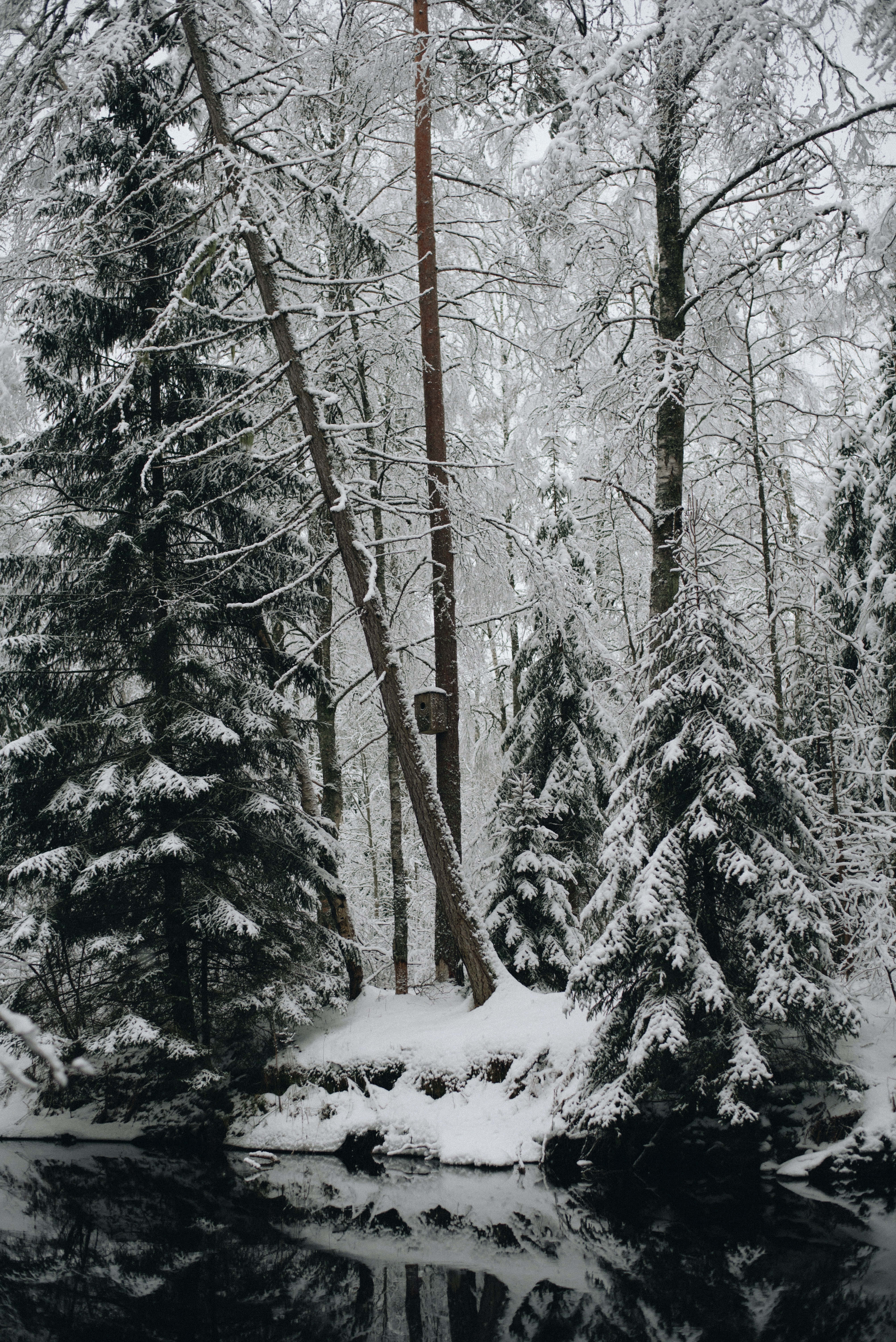 雪景 桌布 壁紙 — 寧靜的冬季森林，積雪的常青樹和光禿禿的樹木倒映在平靜的黑暗溪流中。