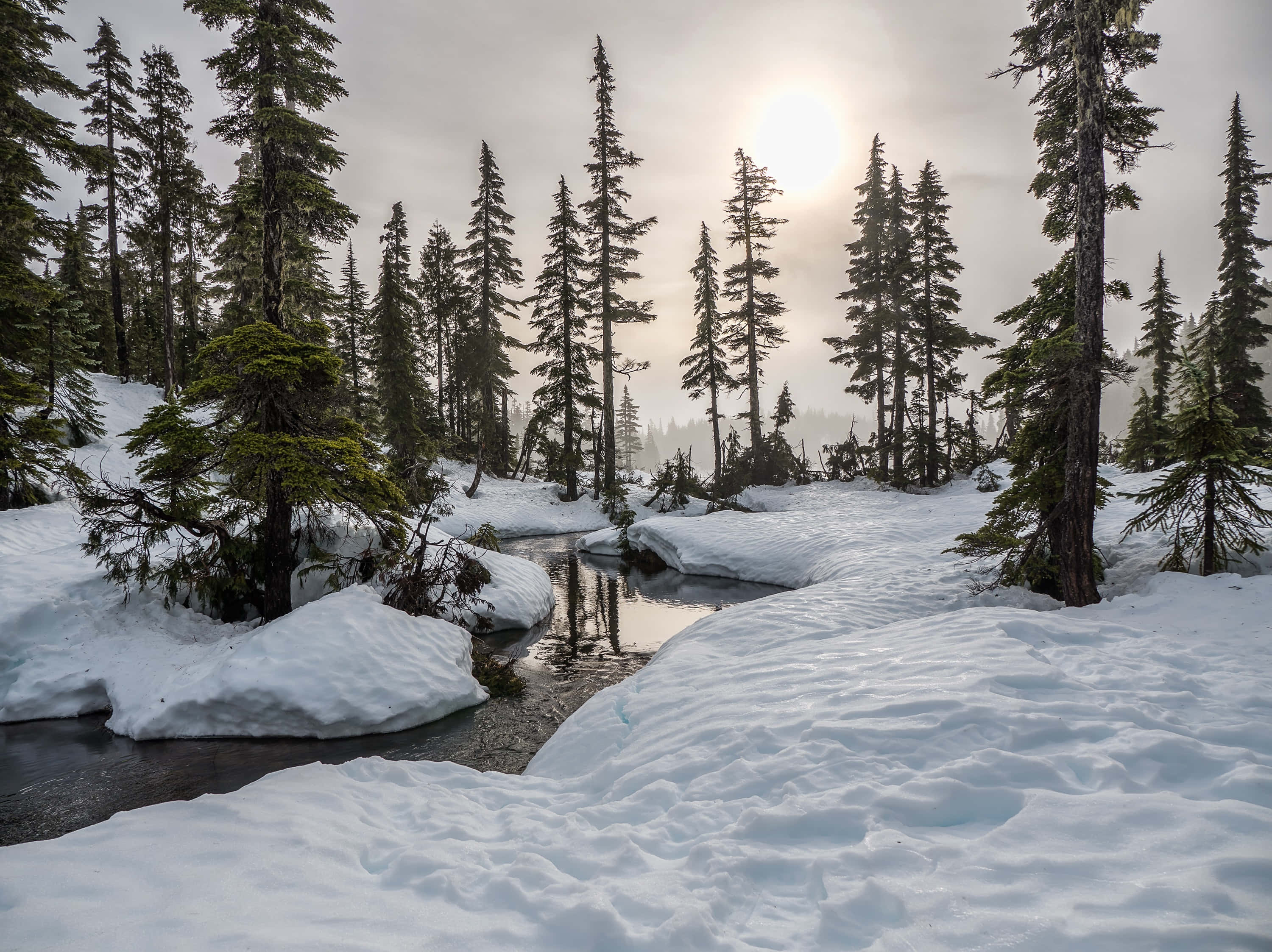 Winter Forest 桌布 壁紙 — 寧靜的冬季森林景色，白雪覆蓋的常青樹和蜿蜒的小溪，映照著陽光照耀天空的柔和光輝。