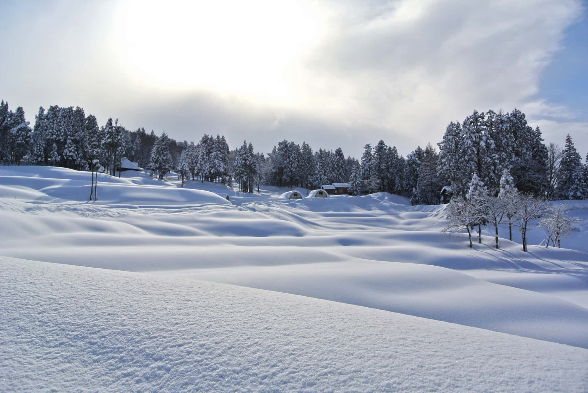 Snowy 桌布 壁紙 — 寧靜的冬季風景，白雪覆蓋的樹木和起伏的山丘，在明亮的陽光天空下。