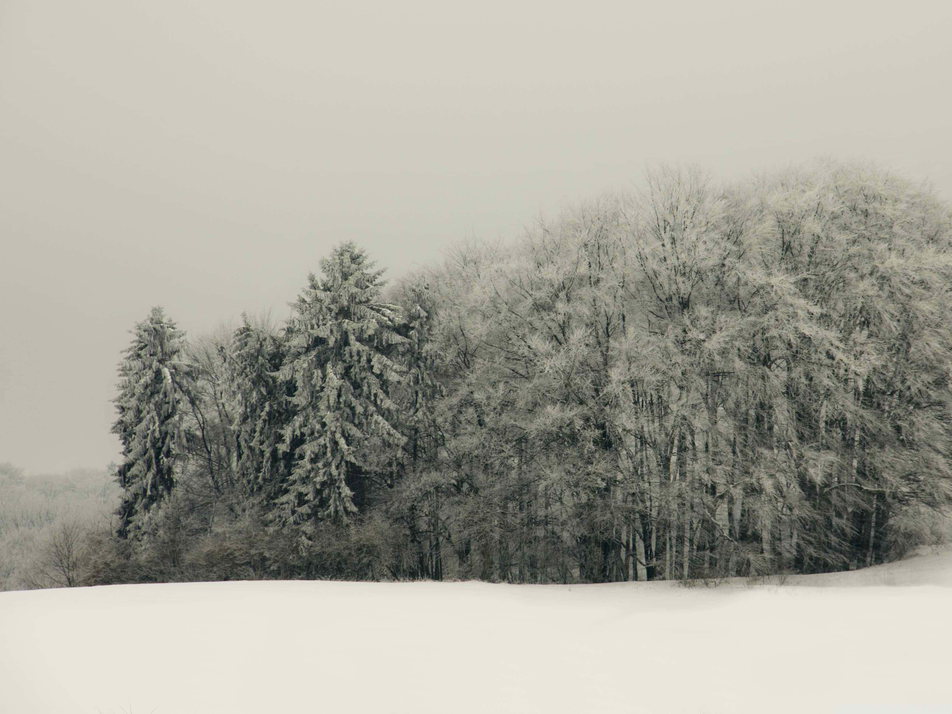 white christmas 桌布 壁紙 — 寧靜的冬季風景，白雪覆蓋的樹木映襯著柔和的灰色天空。