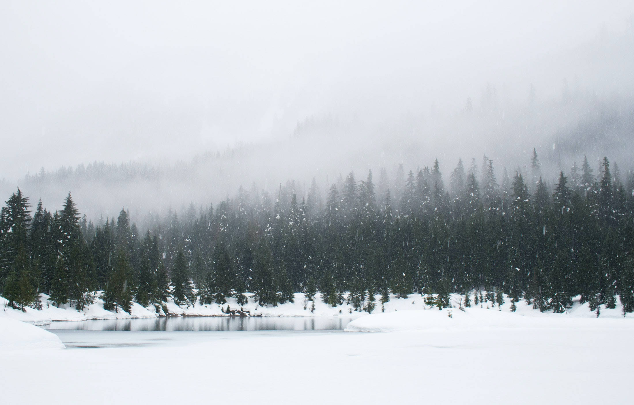 風景 桌布 壁紙 — 寧靜的冬日景象，白雪覆蓋的常青樹排列在冰凍的湖邊，灰色的天空飄著雪花。