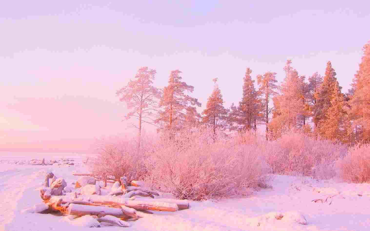 風景 桌布 壁紙 — 寧靜的冬日景象，白雪覆蓋的樹木和浮木沐浴在日出時柔和的粉紅色和薰衣草色光芒中。