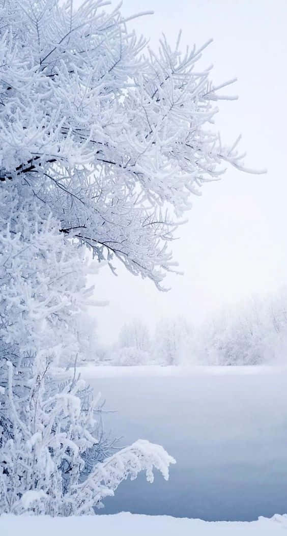 Snow iPhone 桌布 壁紙 — 寧靜的冬日景象，霜覆蓋的松樹枝條框住冰凍的湖泊，天空蒼白。