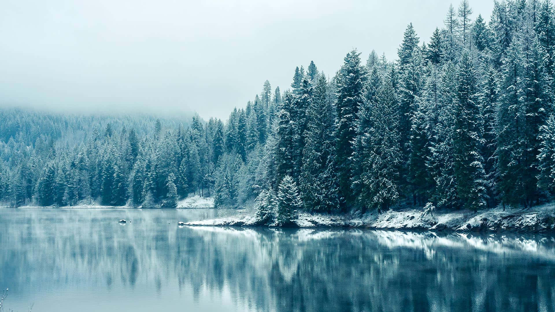 森林 桌布 壁紙 — 寧靜的冬日湖面映照著白雪覆蓋的常青樹，天空灰濛濛。