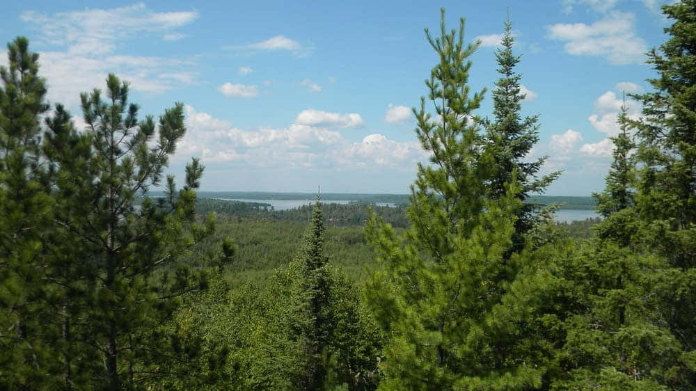 Evergreen Trees 桌布 壁紙 — 寧靜的夏日景色，由高大的松樹框住，俯瞰遠處的湖泊，明亮的藍天上有蓬鬆的白雲。