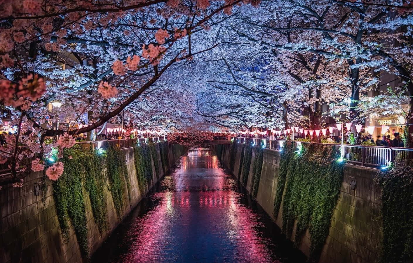 Spring Lights 桌布 壁紙 — 寧靜的夜晚運河，兩旁櫻花樹閃爍著粉紅和藍色燈光，倒映在水面上。