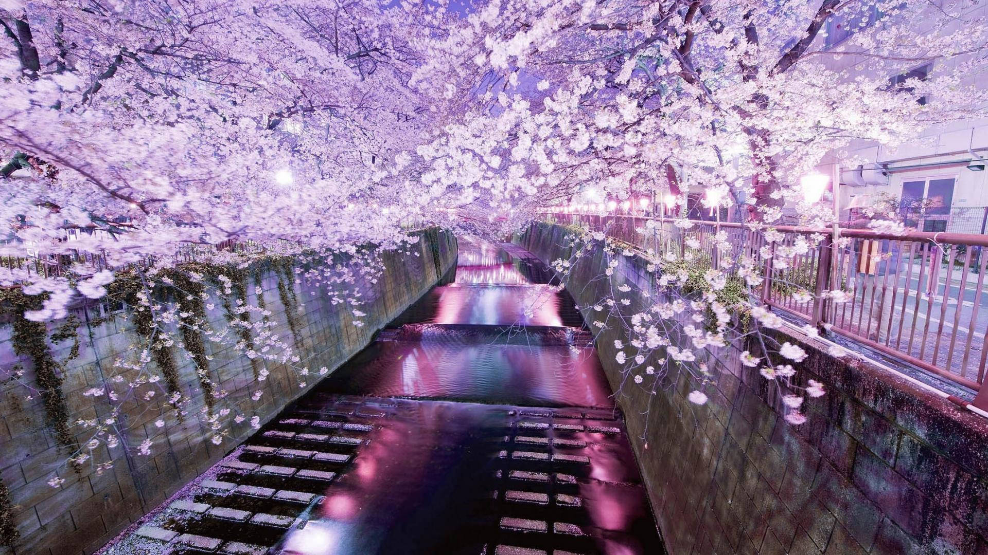 櫻花在夜晚點亮的運河上盛開，水中倒影清晰可見。