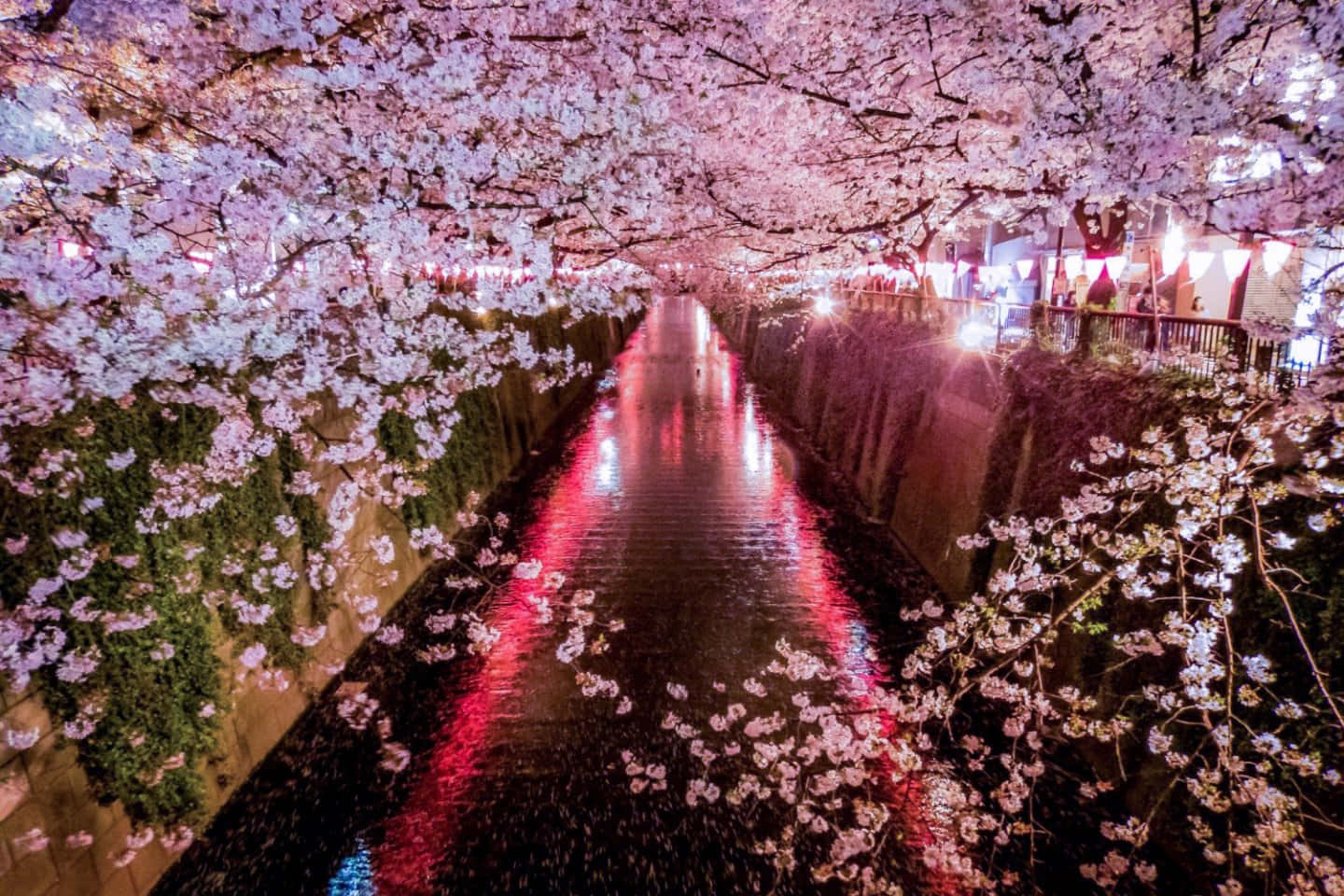Tokyo Japan 桌布 壁紙 — 寧靜的夜景，櫻花拱形覆蓋在運河上，映照出鮮豔的紅色燈籠光芒。