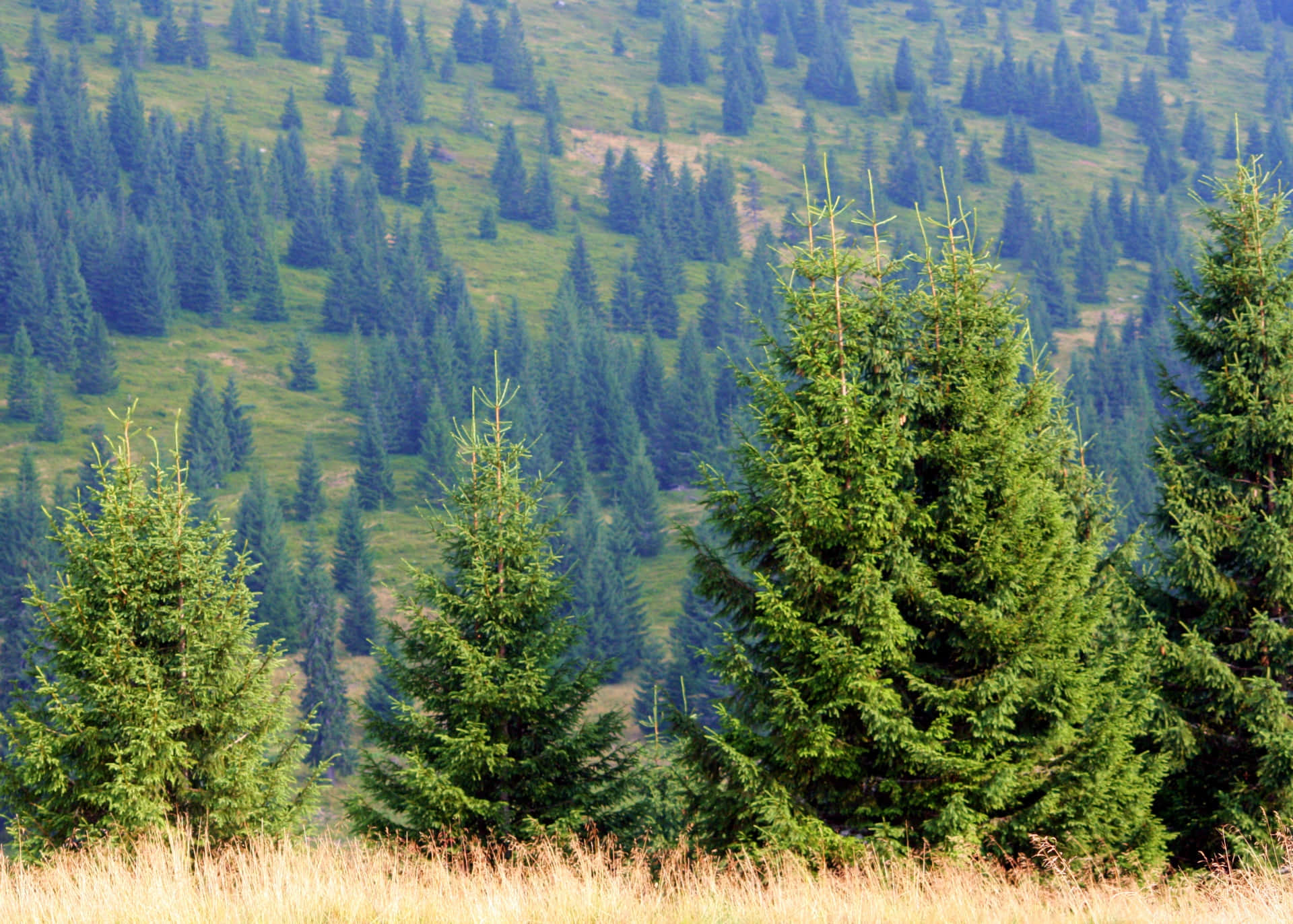 Evergreen Trees 桌布 壁紙 — 寧靜的山景，茂密的綠色松樹點綴在起伏的丘陵上，在明亮的日光下。