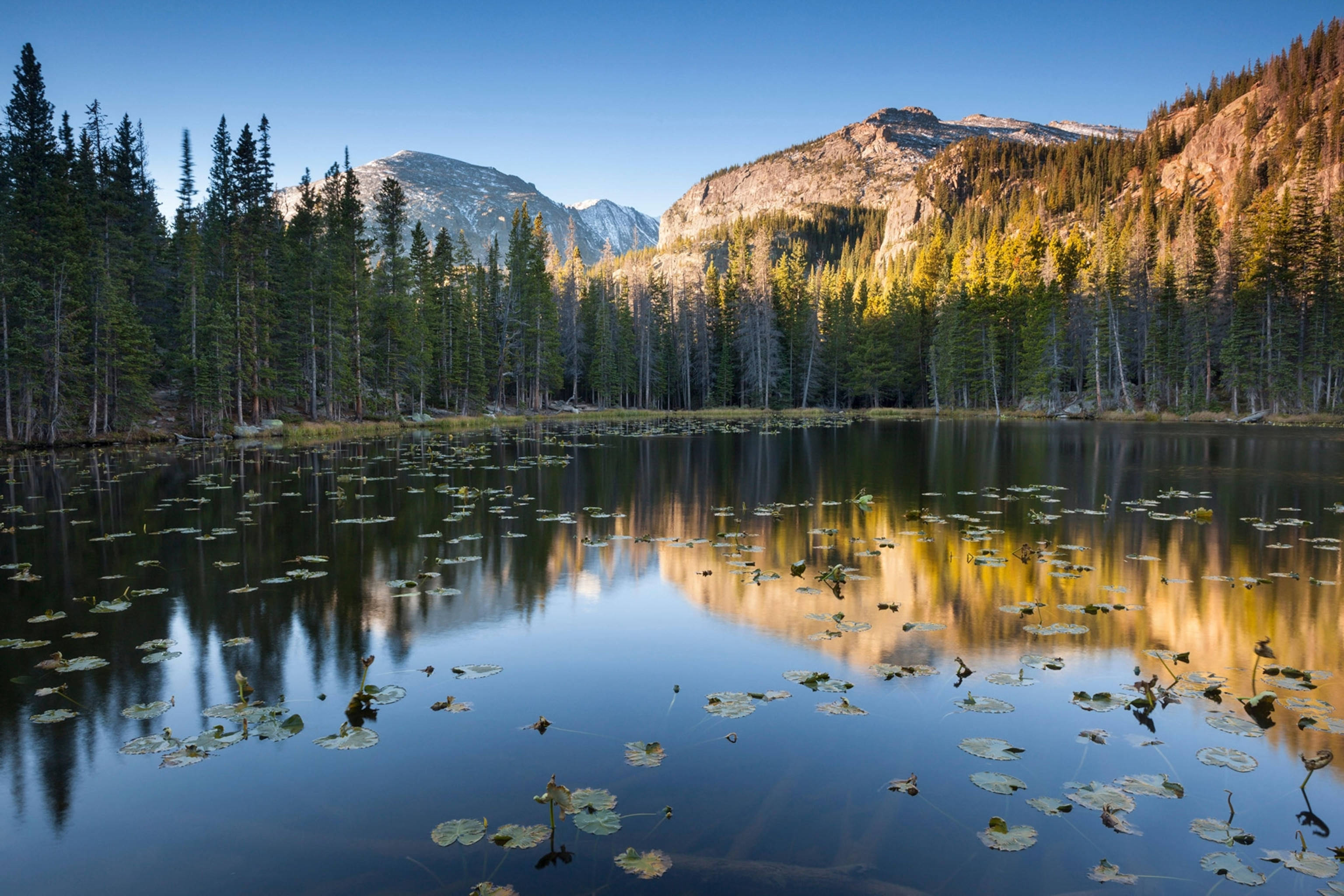 Colorado 桌布 壁紙 — 寧靜的山湖在清澈的藍天下倒映著金色的秋樹和積雪的山峰。