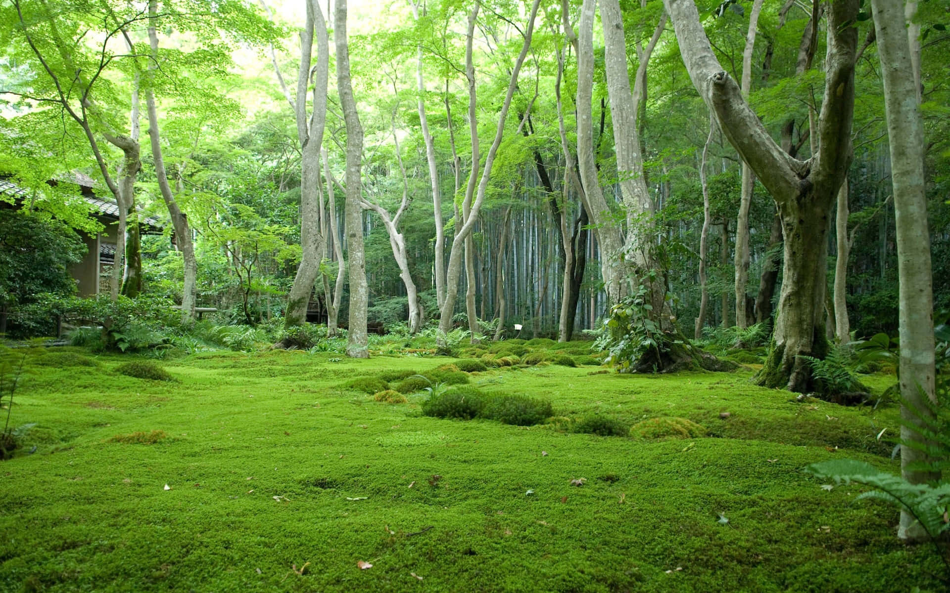3d Forest 桌布 壁紙 — 寧靜的日本森林，高大纖細的樹木下鋪滿了茂密的綠色苔蘚。