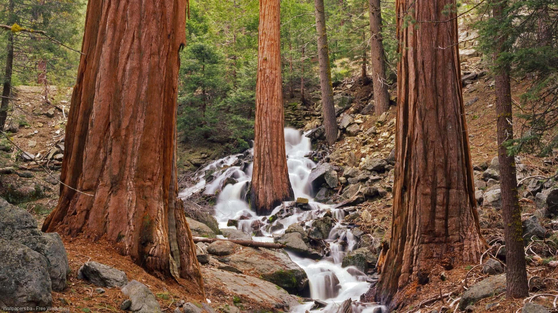 Redwood Trees 桌布 壁紙 — 寧靜的森林場景，湍急的瀑布在巨大的紅杉樹和長滿苔蘚的岩石之間流淌。
