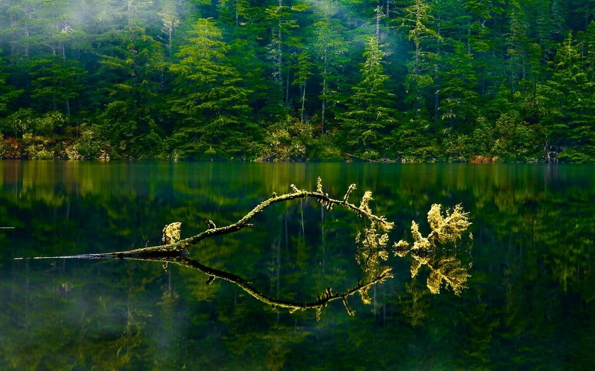 Oregon 桌布 壁紙 — 寧靜的森林湖泊倒映著高聳的常綠樹和長滿苔蘚的落枝，籠罩在柔和的晨霧中。