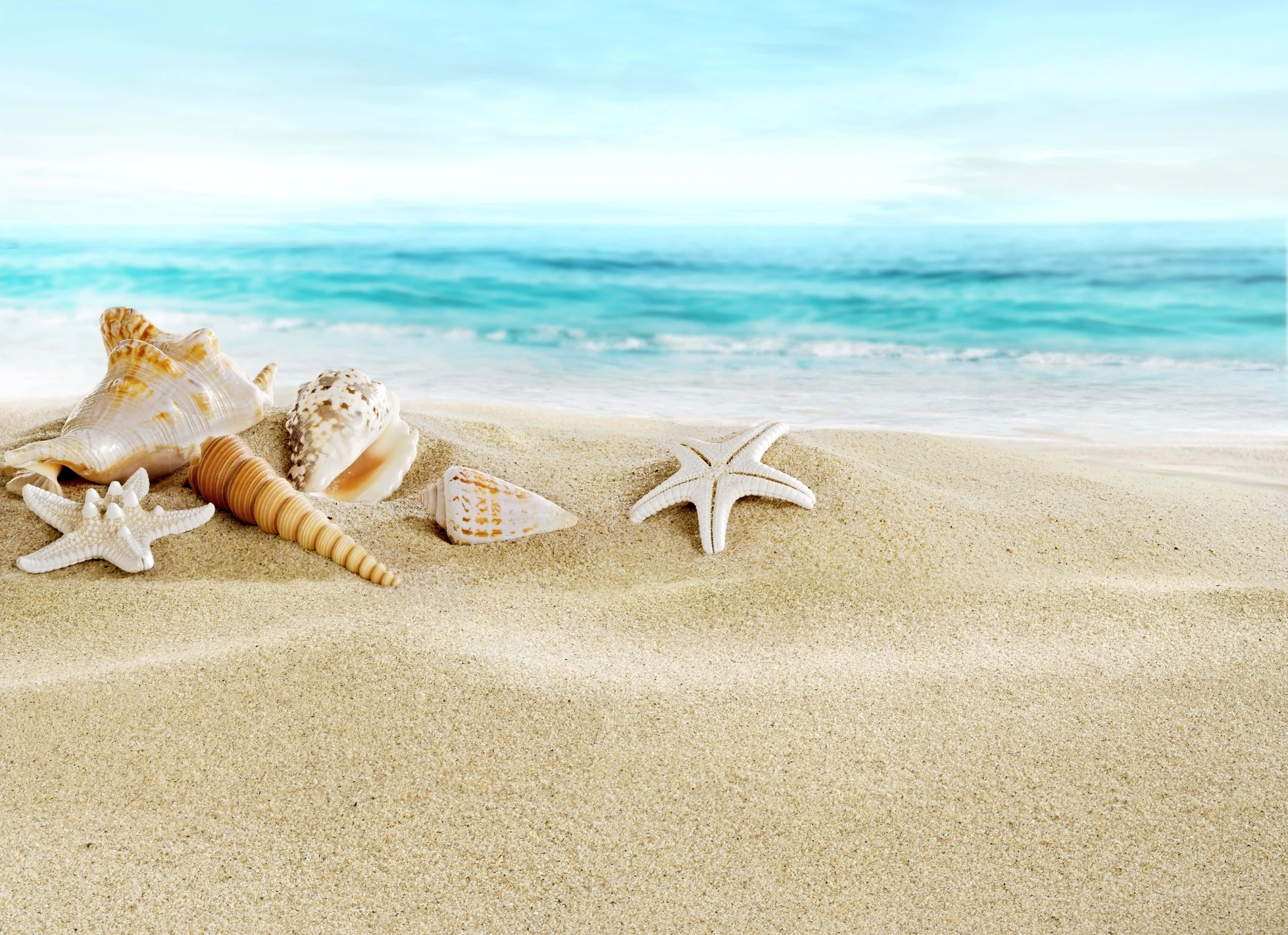 sand 桌布 壁紙 — 寧靜的海灘場景，貝殼和海星躺在金色沙灘上，旁邊是碧綠的海浪。