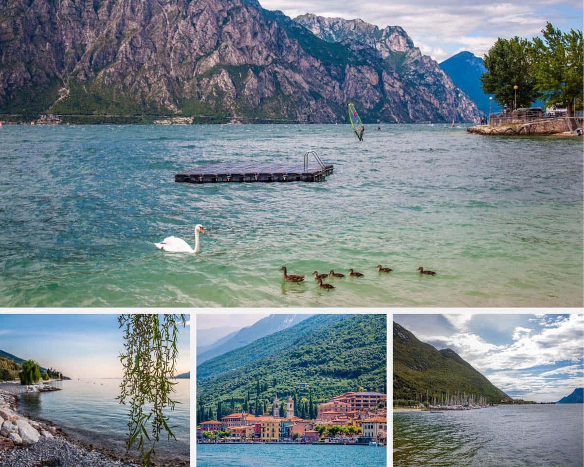 Lake 桌布 壁紙 — 寧靜的湖景，一隻白天鵝和小鴨子在浮動碼頭附近游泳，遠處有高聳的山脈和風帆衝浪者。