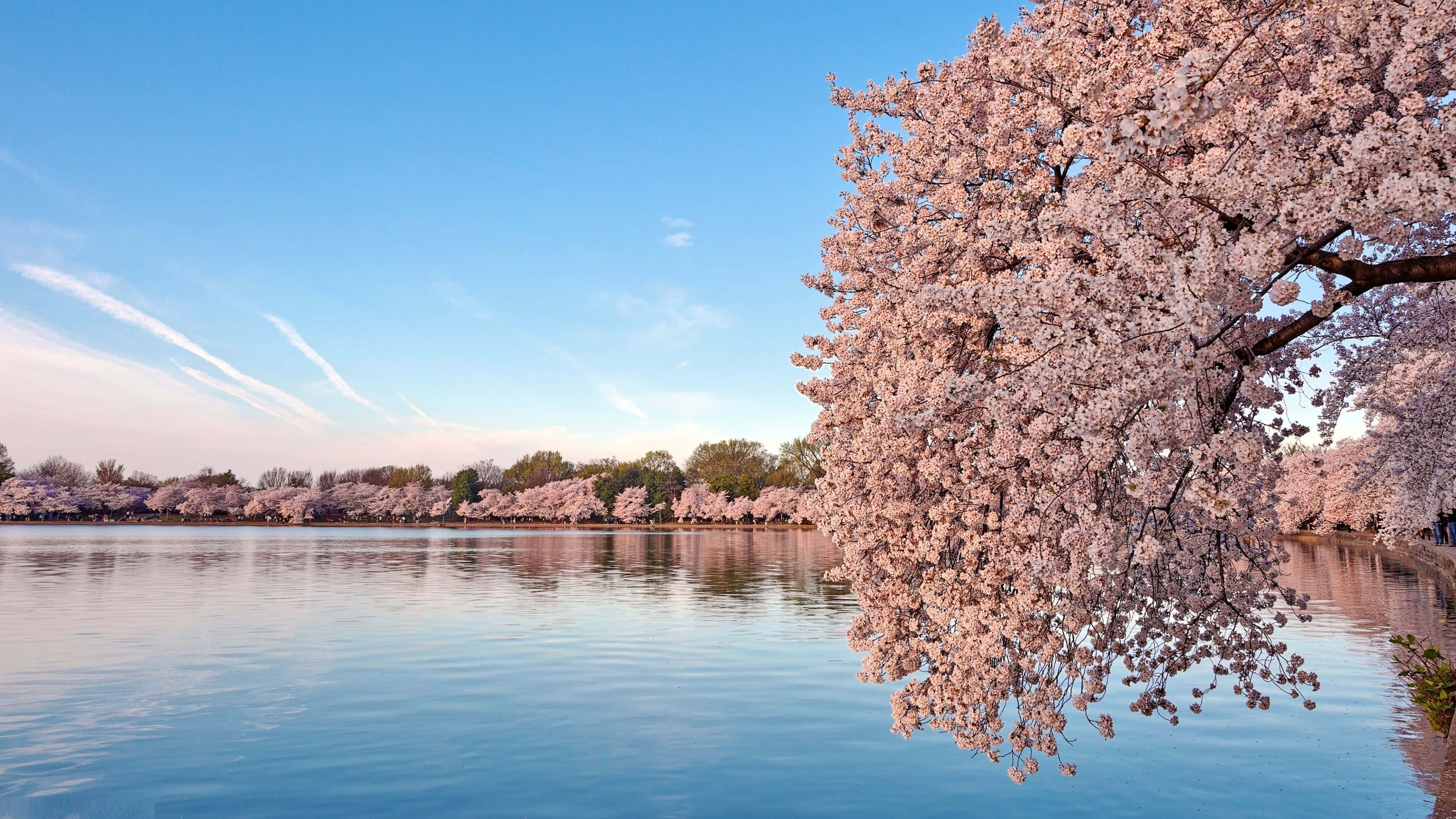 Cherry Blossom Tree 桌布 壁紙 — 寧靜的湖面倒映著柔和藍色與粉紅色的天空，櫻花在春天的榮耀中盛開。