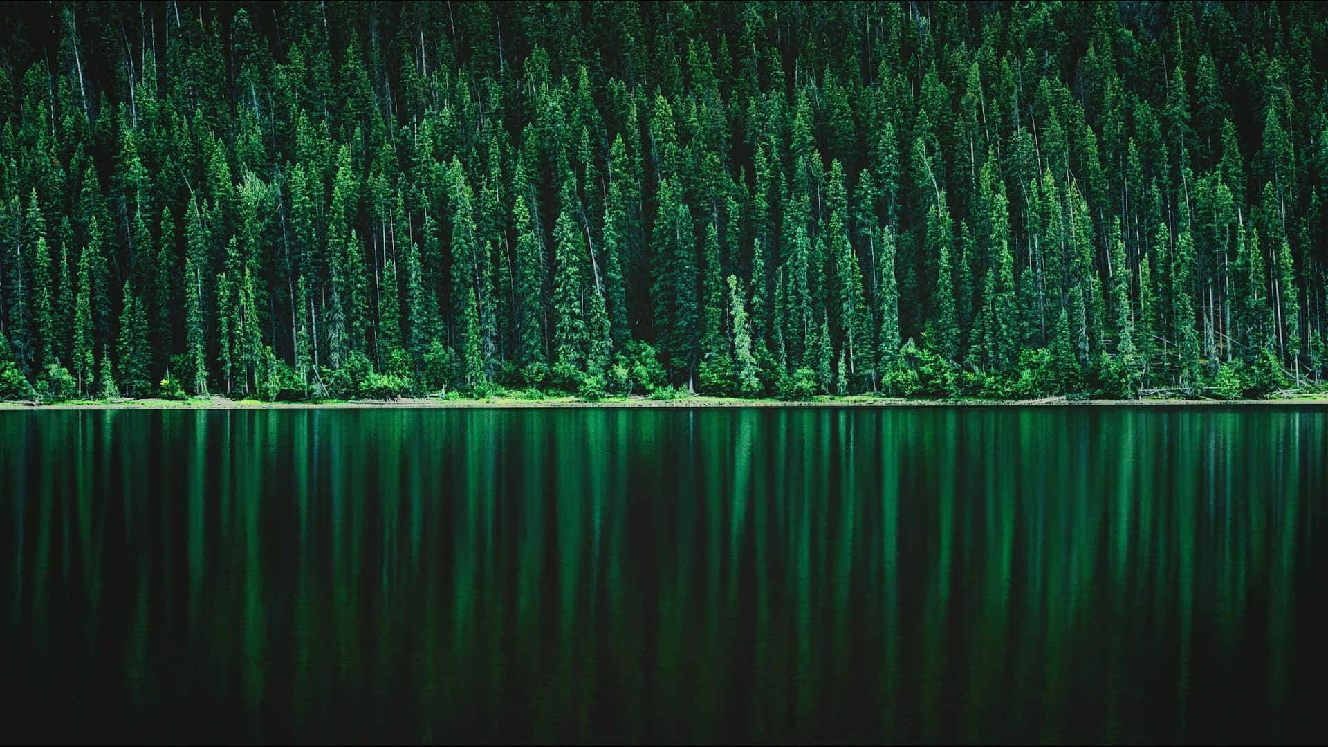 river 桌布 壁紙 — 寧靜的湖面倒映著黑暗樹冠下茂密的常綠喬木林。